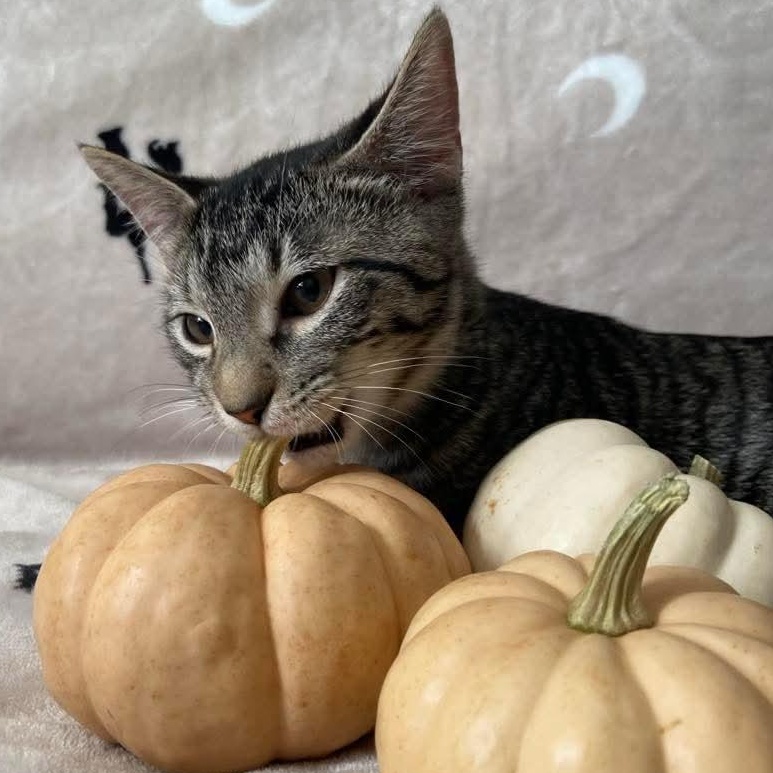 Enlarge Luke, a Adoptable Tabby in Memphis, TN image 2/6