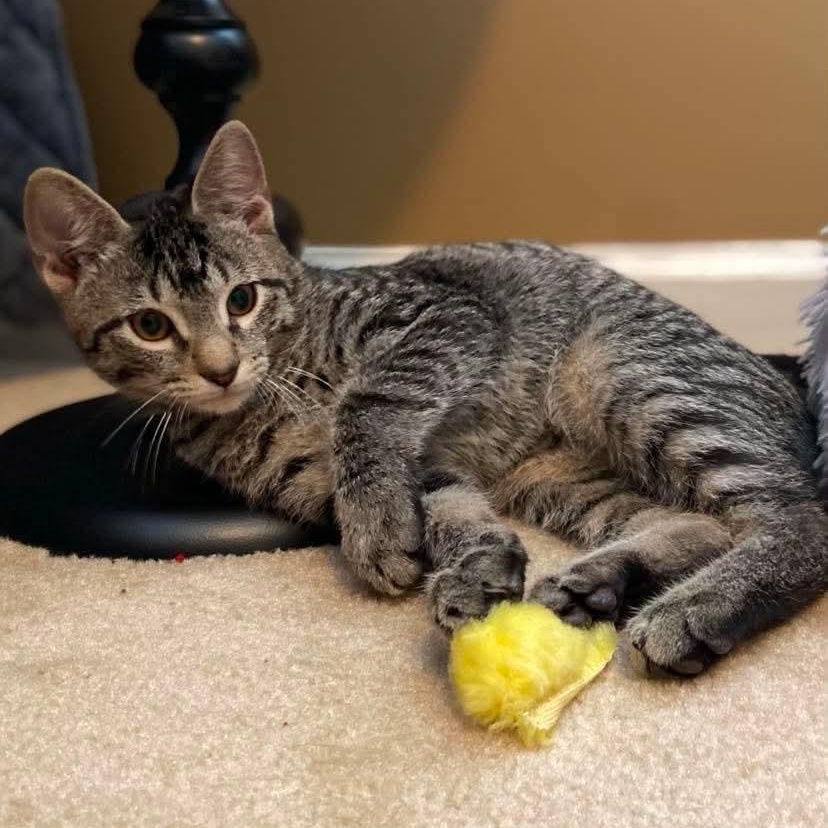 Enlarge Luke, a Adoptable Tabby in Memphis, TN image 3/6