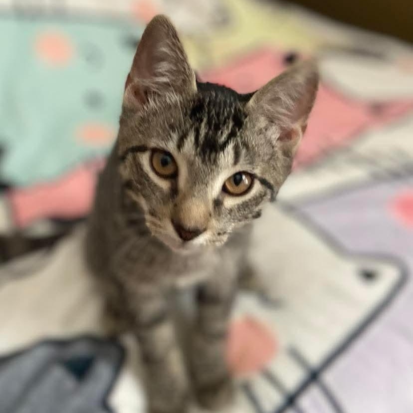 Enlarge Luke, a Adoptable Tabby in Memphis, TN image 5/6