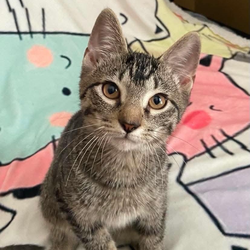 Enlarge Luke, a Adoptable Tabby in Memphis, TN image 4/6