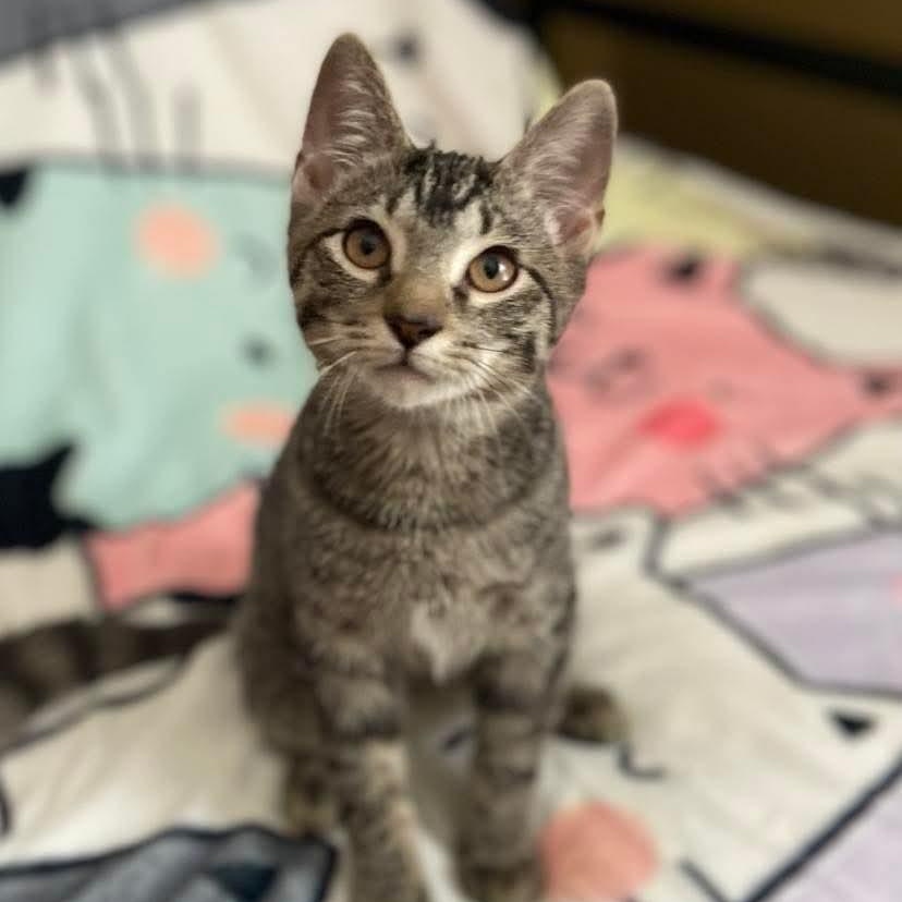 Enlarge Luke, a Adoptable Tabby in Memphis, TN image 2/6