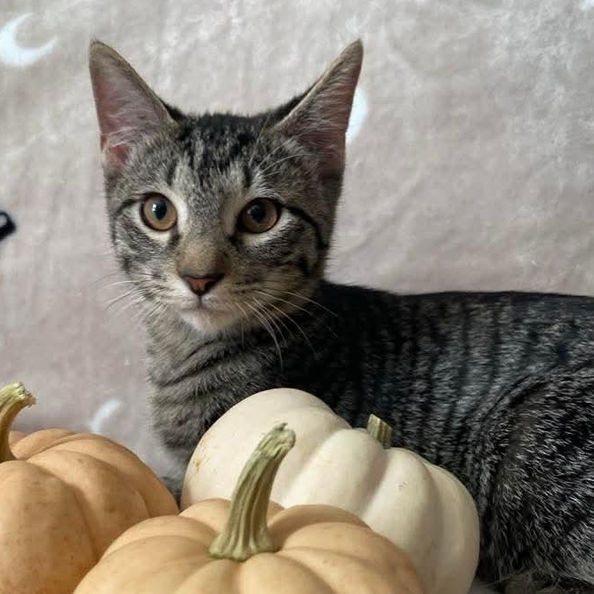 Enlarge Luke, a Adoptable Tabby in Memphis, TN image 1/6