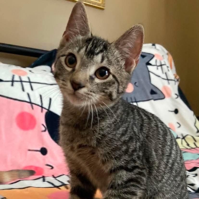Enlarge Luke, a Adoptable Tabby in Memphis, TN image 6/6