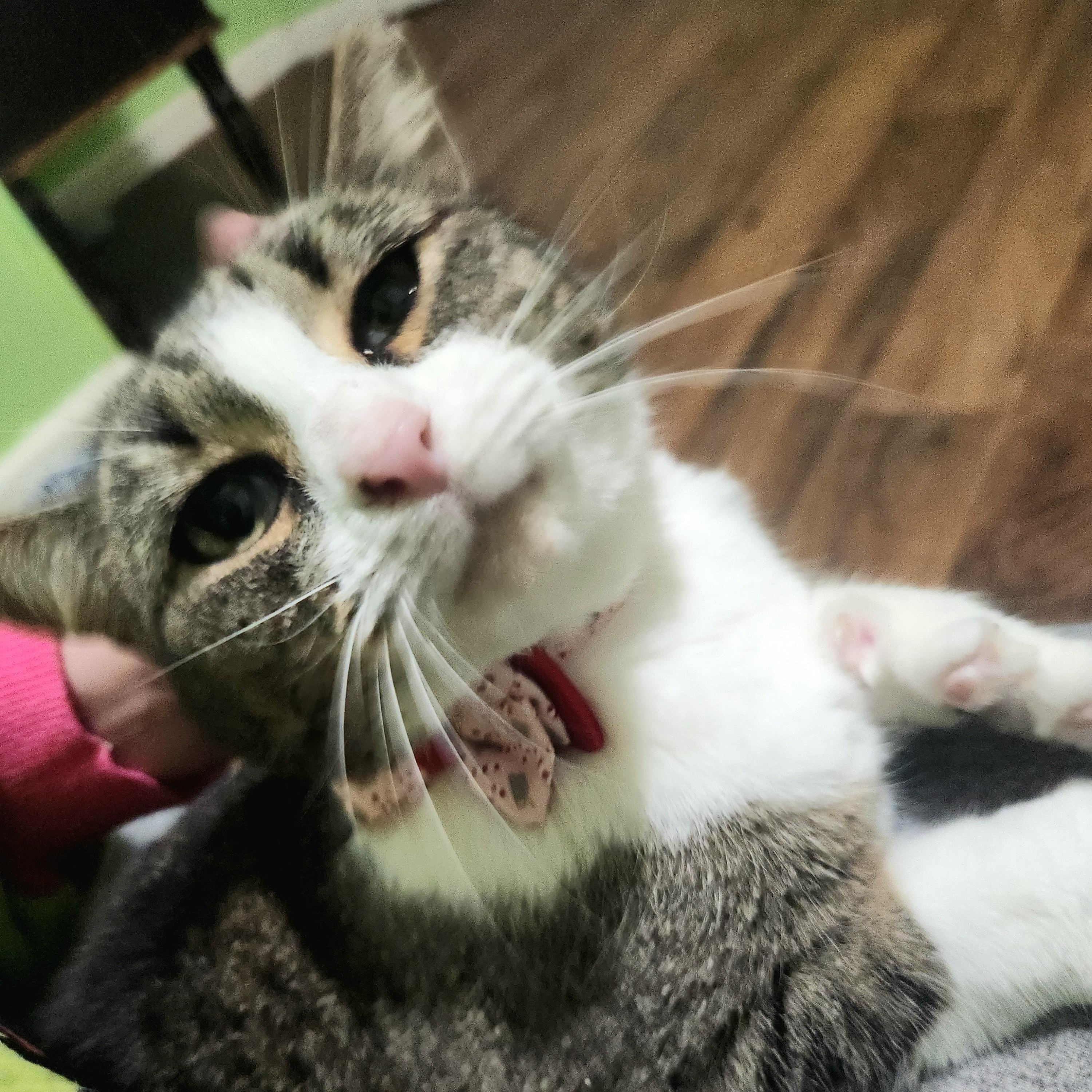 Enlarge Shortcake, a Adoptable mixed breed in Bedminster, NJ image 1/3