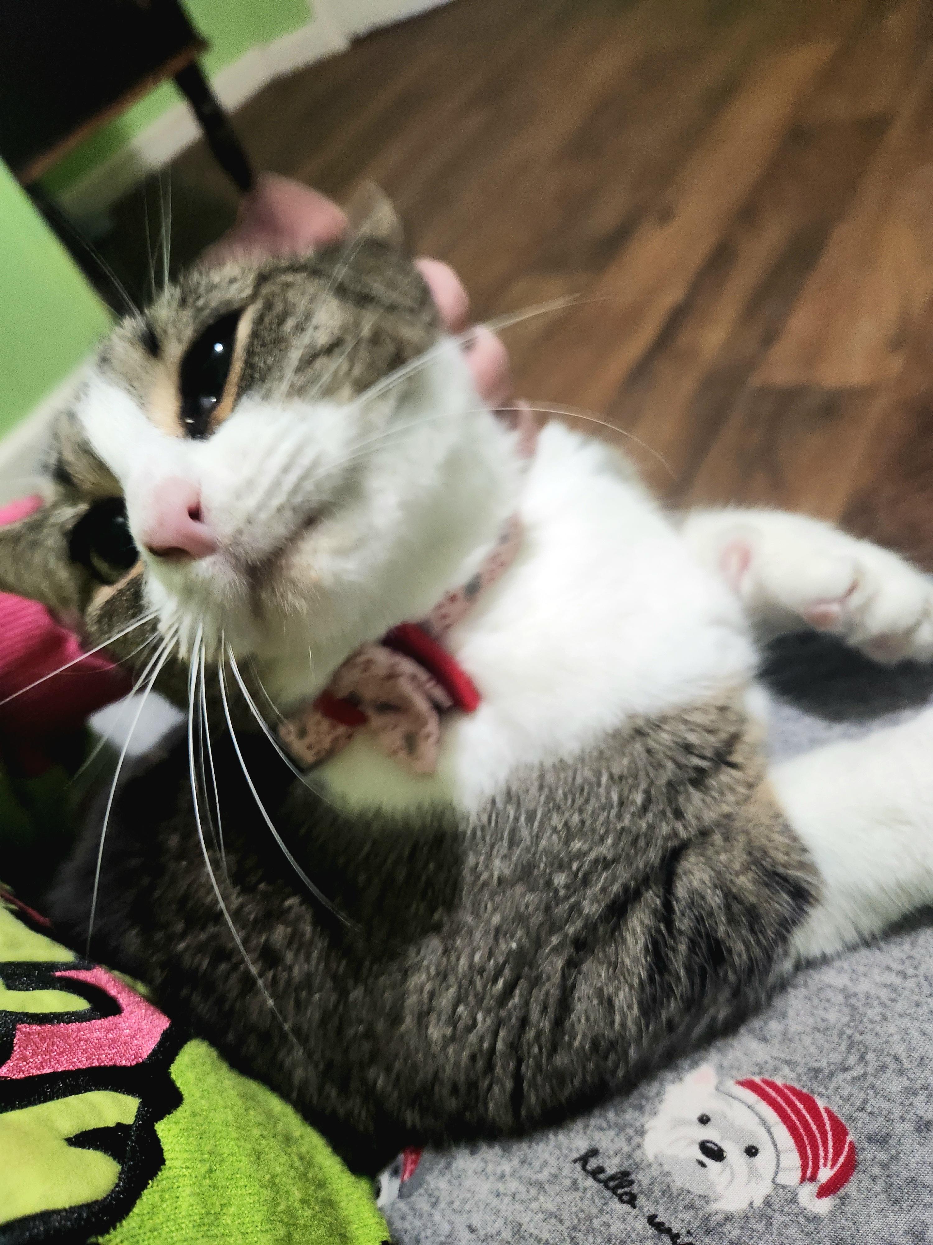 Enlarge Shortcake, a Adoptable mixed breed in Bedminster, NJ image 2/3