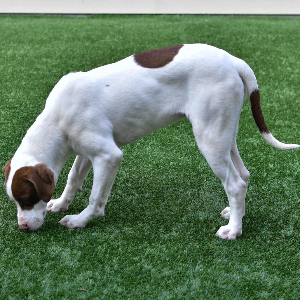 Spots, Adoptable, Young Male Mixed Breed.