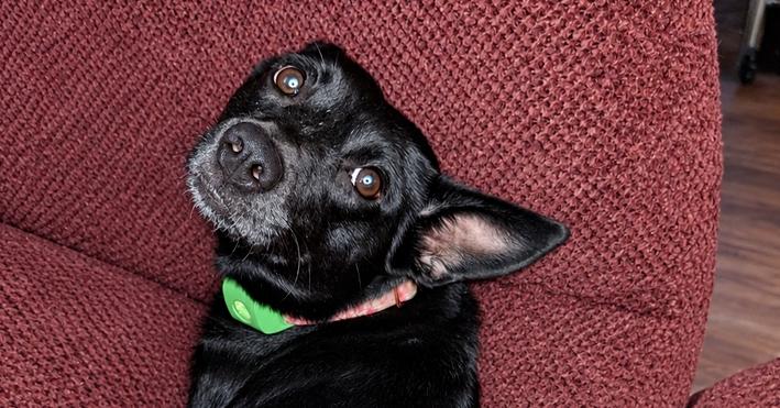 Bella, Adoptable, Young Female Mixed Breed & Mixed Breed.