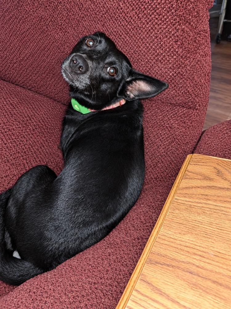 Enlarge Bella, a Adoptable mixed breed in White River Junction, VT image 3/3