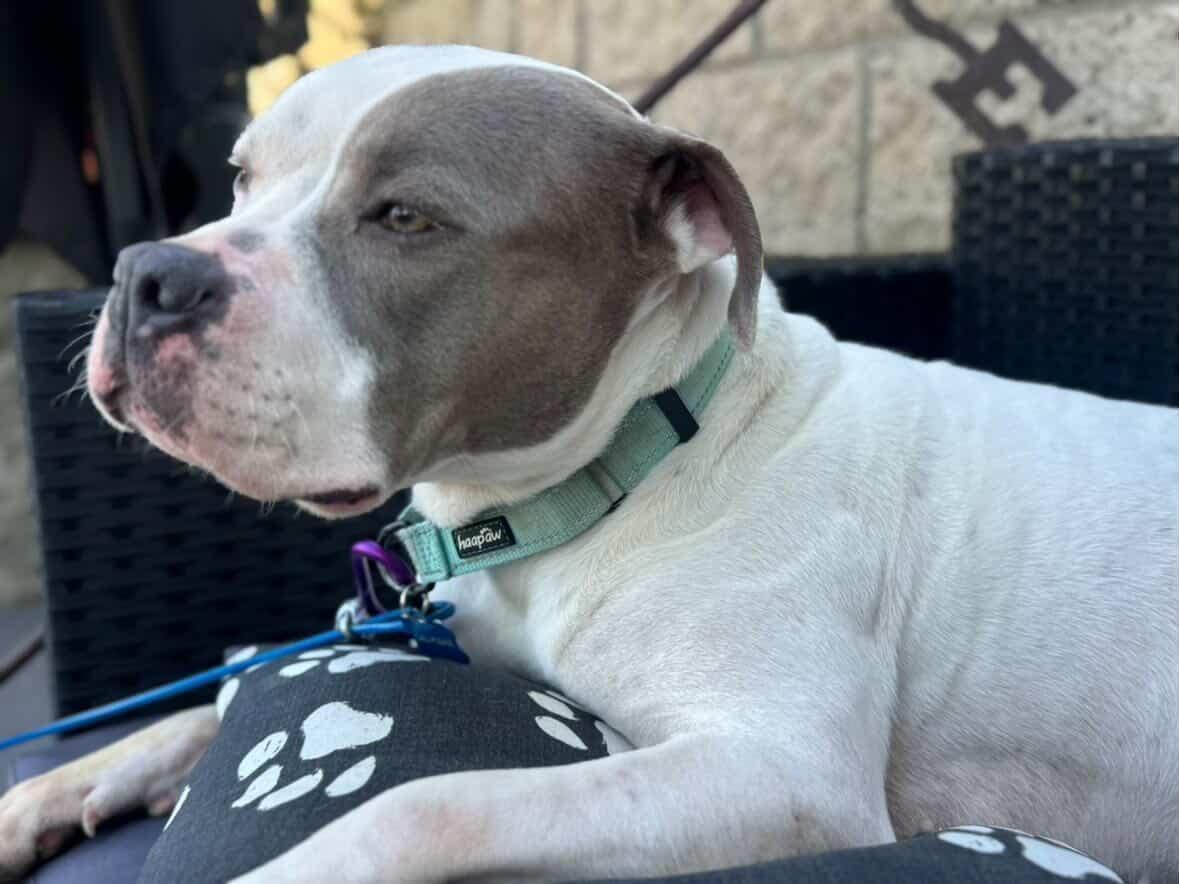 Enlarge Lacey , a ADOPTABLE mixed breed in Concord, CA image 3/5