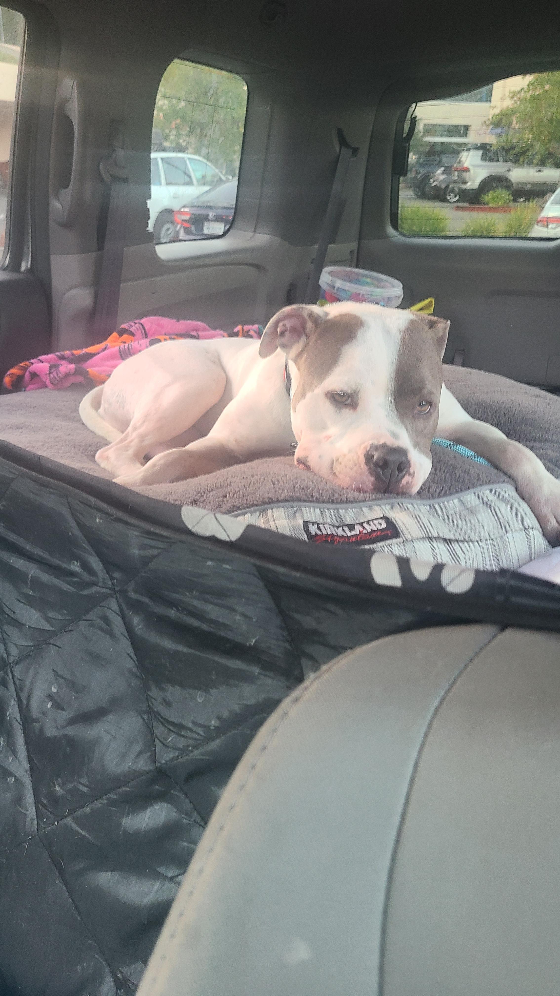 Enlarge Lacey , a ADOPTABLE mixed breed in Concord, CA image 2/5