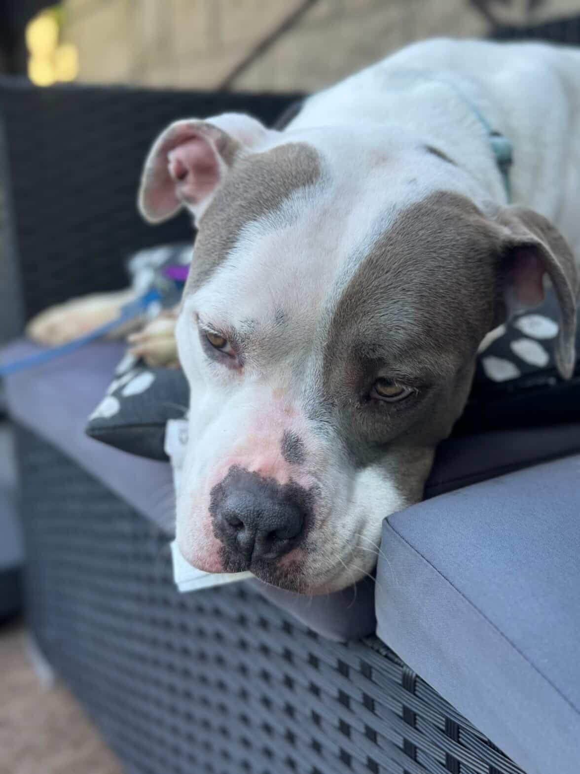 Enlarge Lacey , a ADOPTABLE mixed breed in Concord, CA image 5/5