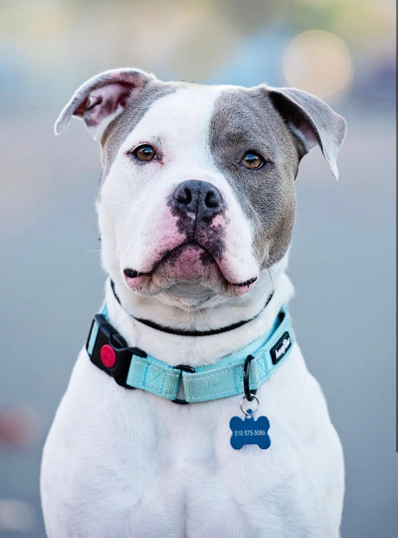 Enlarge Lacey , a ADOPTABLE mixed breed in Concord, CA image 4/5