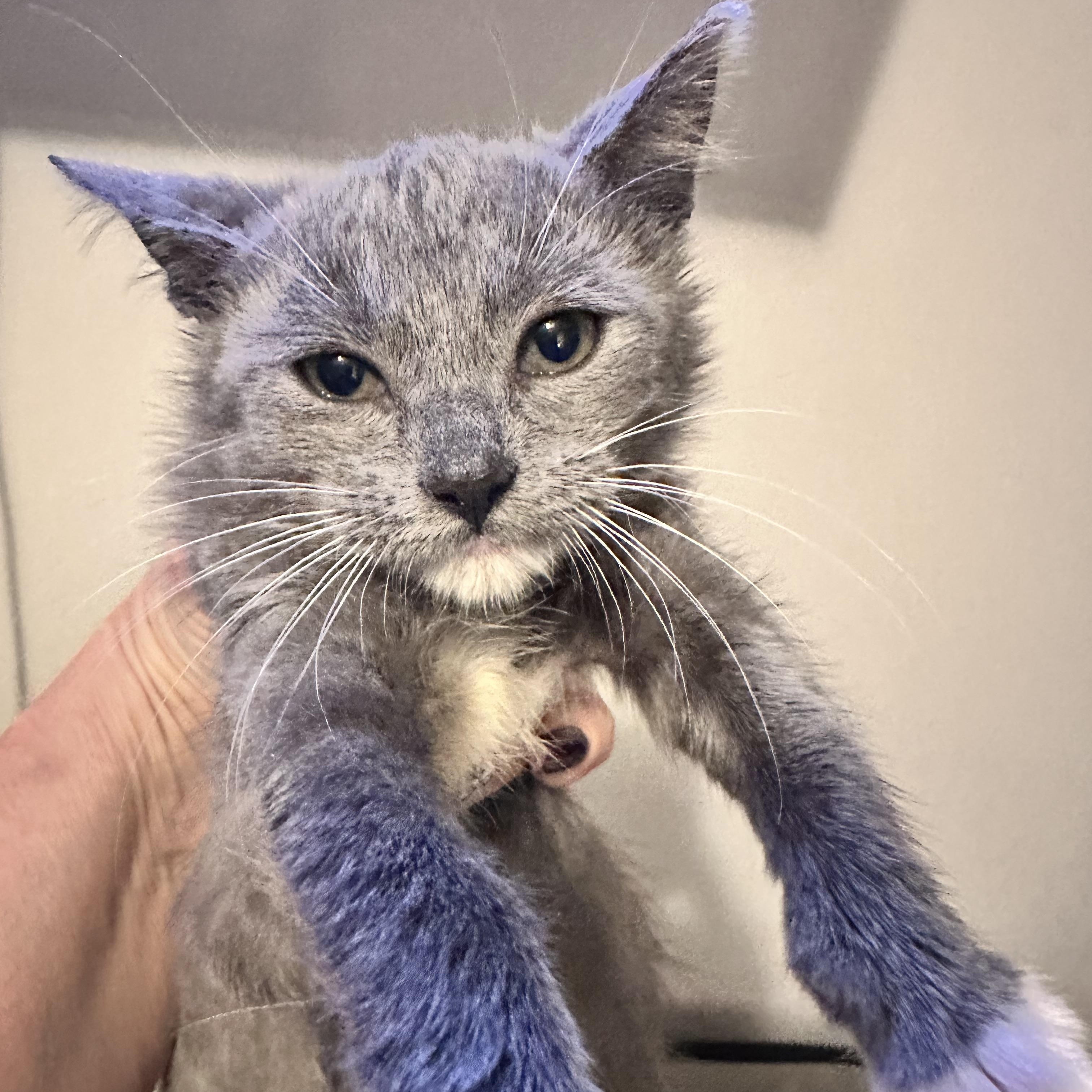 Juniper, an adoptable Russian Blue, Chartreux in Mount Vernon, IL, 62864 | Photo Image 2