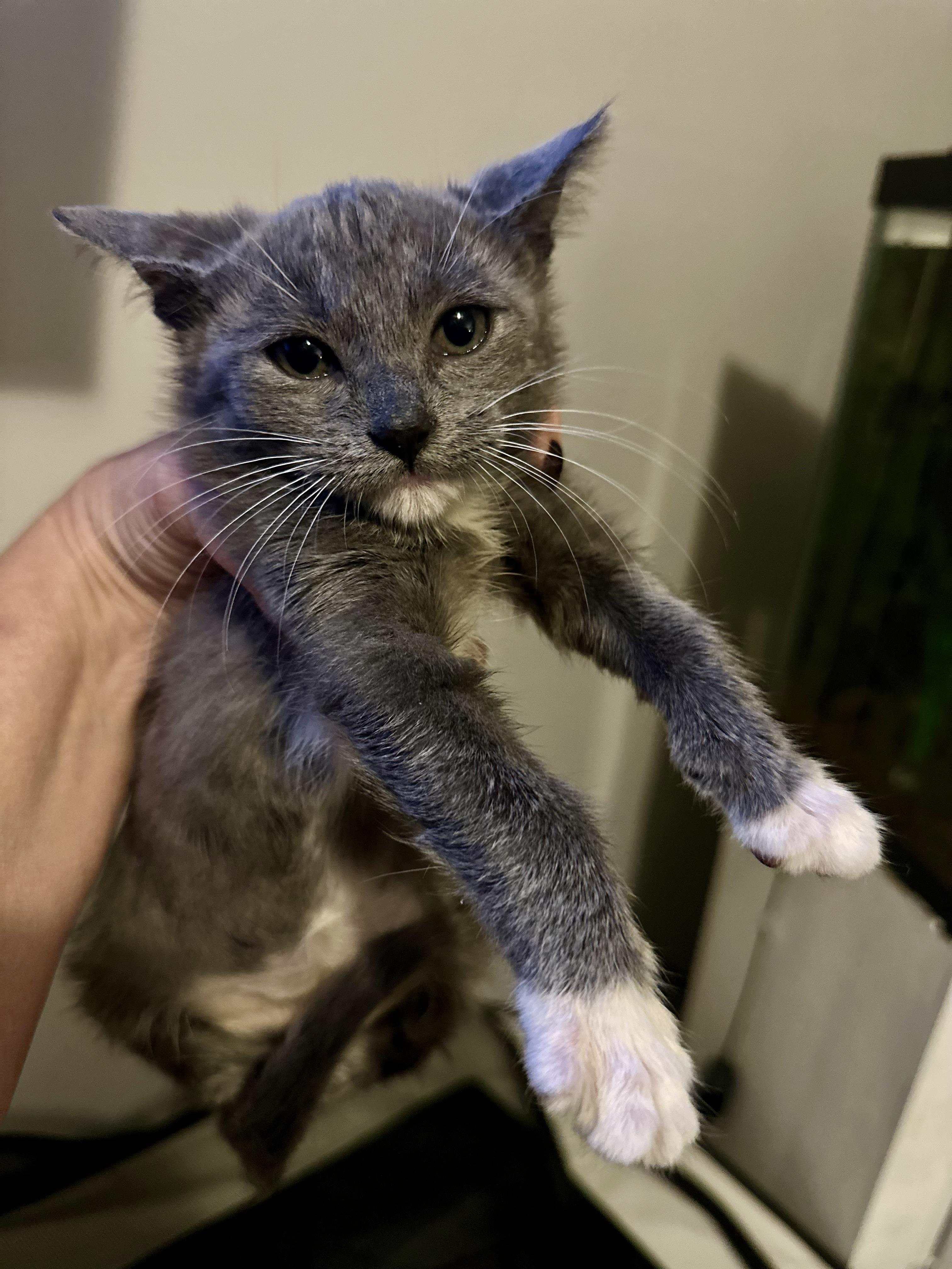 Juniper, an adoptable Russian Blue, Chartreux in Mount Vernon, IL, 62864 | Photo Image 6