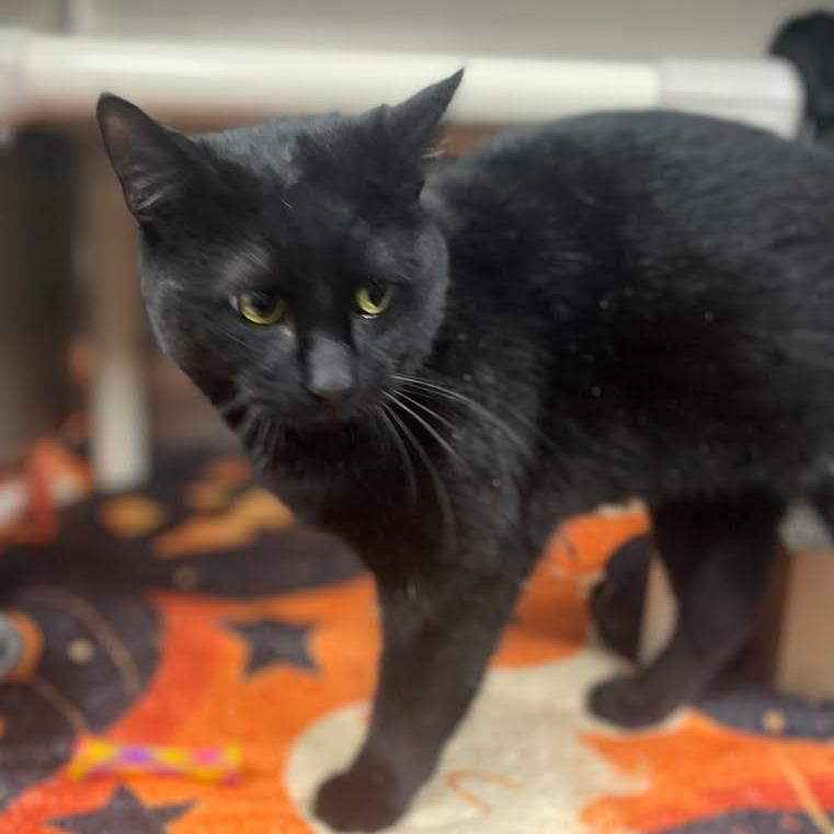 Bilbo, Adoptable, Adult Male Domestic Short Hair.