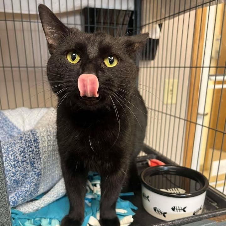 Bilbo, a Adoptable Domestic Short Hair in Milan, IL image 2/2