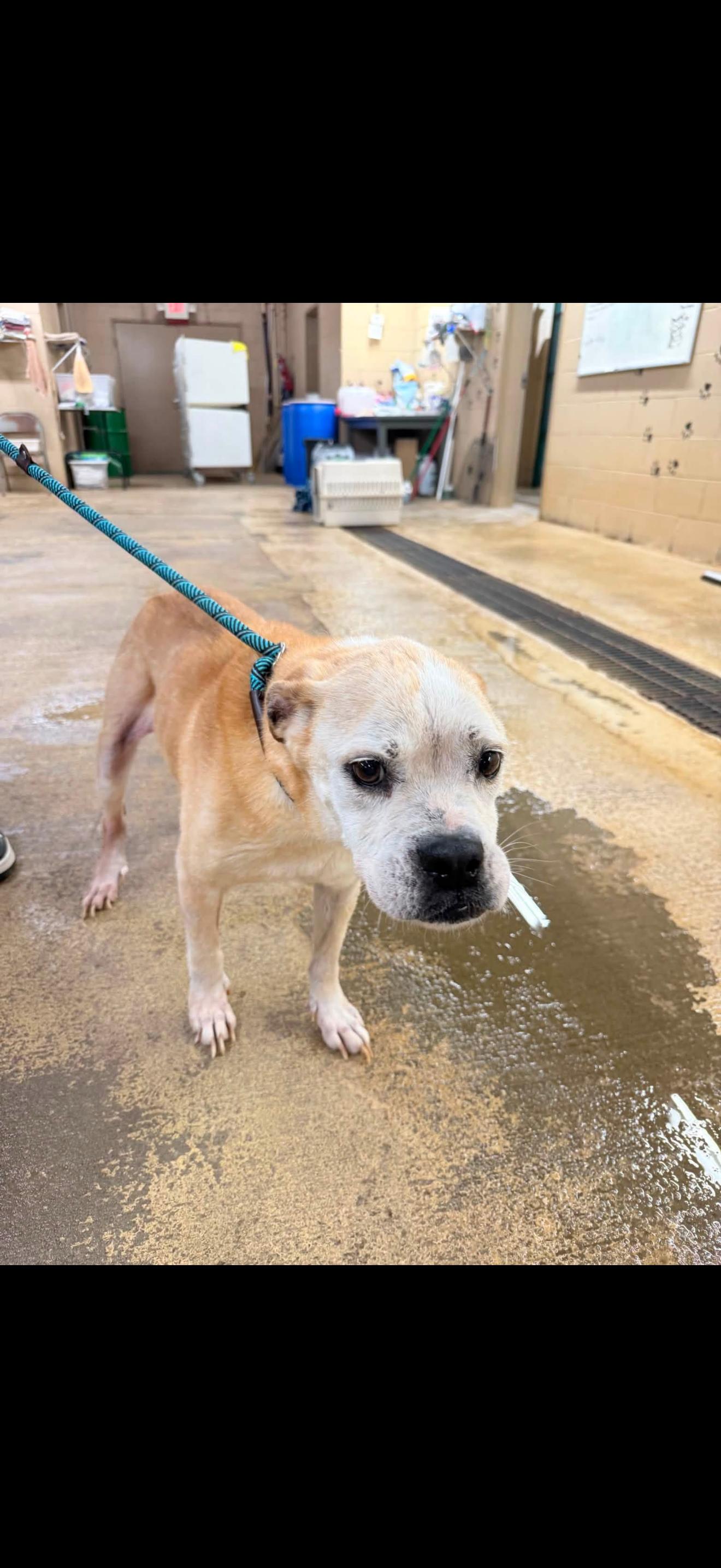 GRETA, adopted, Senior Female Mixed Breed.