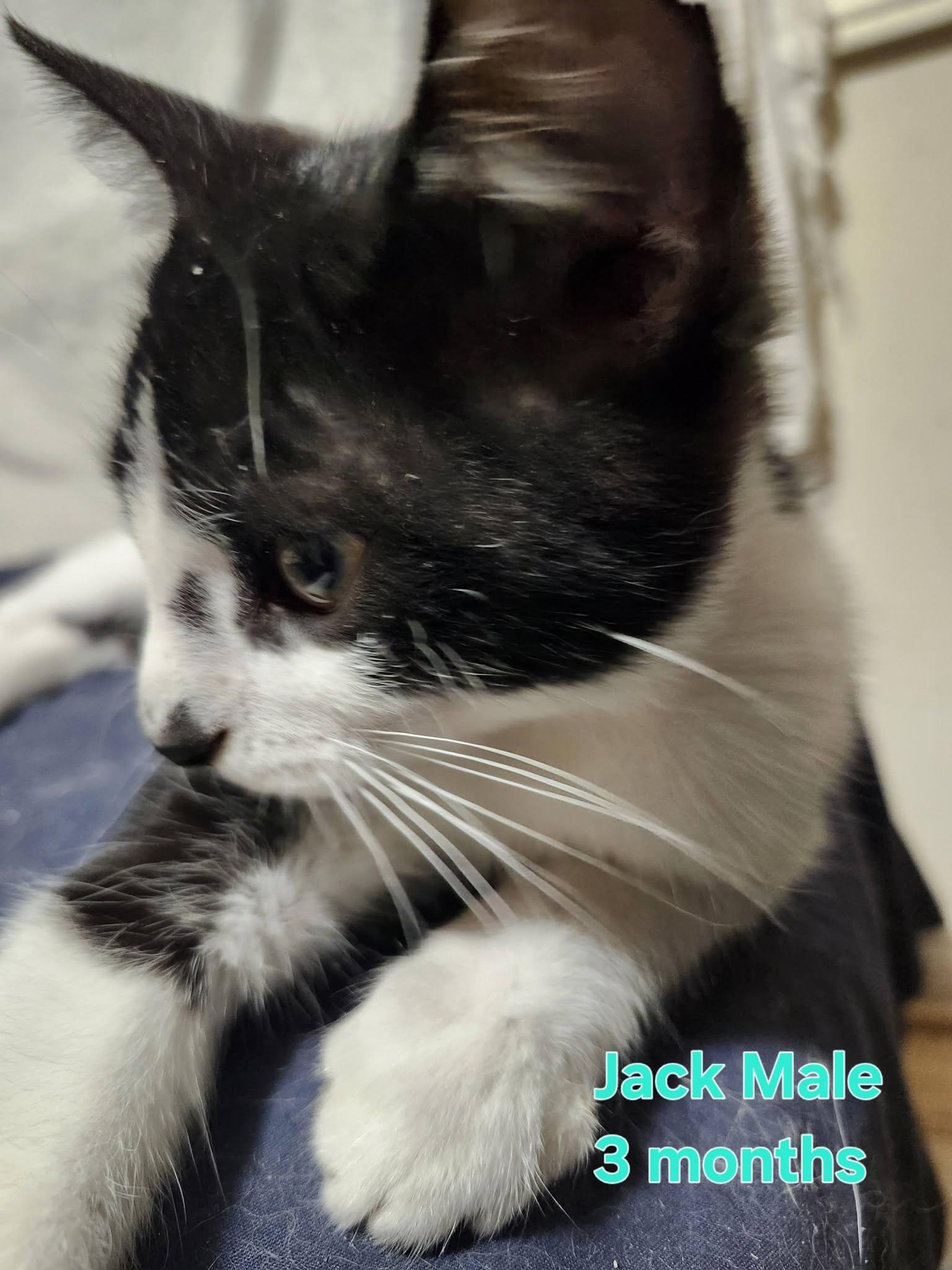 Enlarge Jack, a Adoptable Domestic Short Hair in Bristol, QC image 2/2