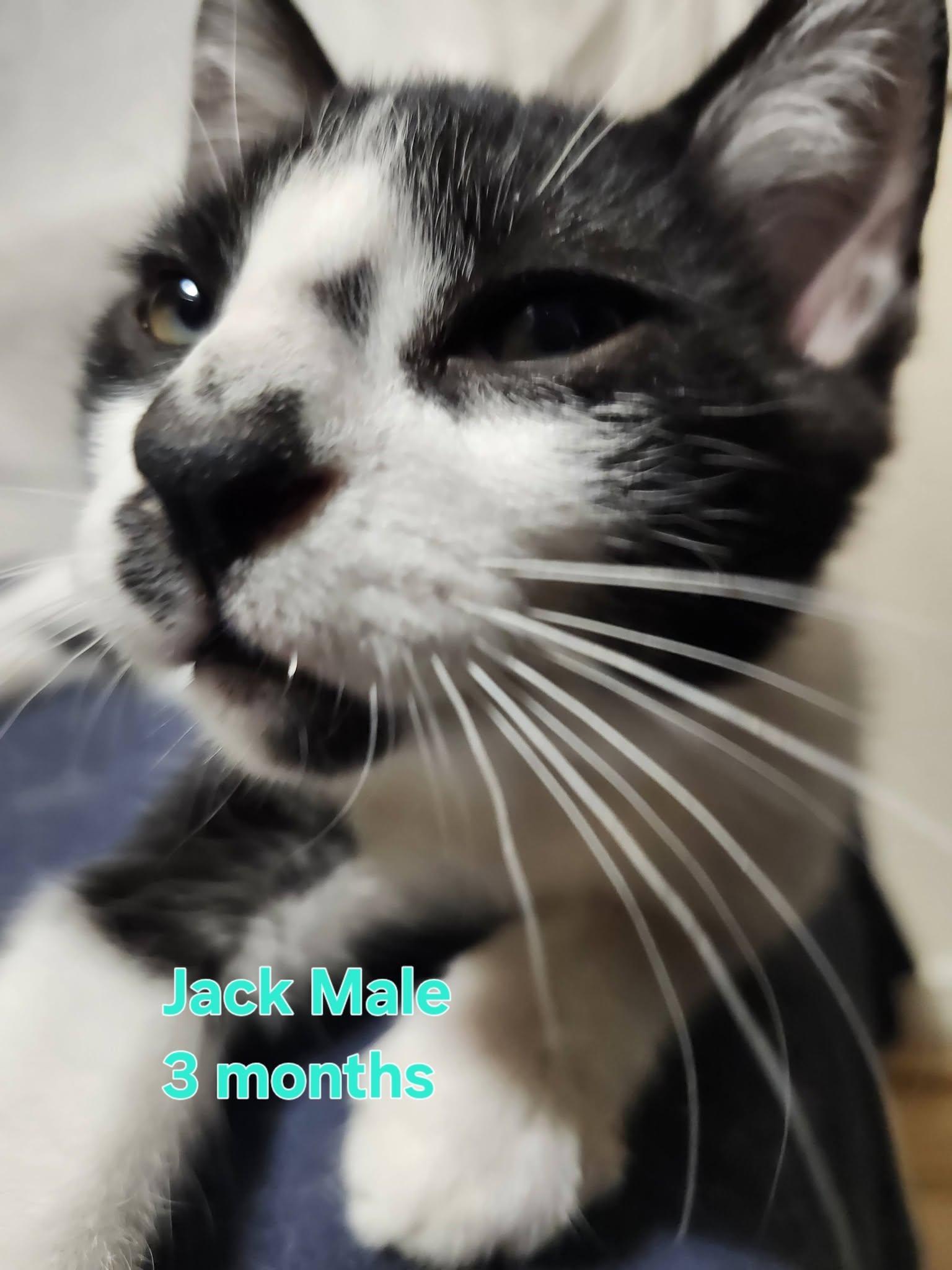 Enlarge Jack, a Adoptable Domestic Short Hair in Bristol, QC image 1/2