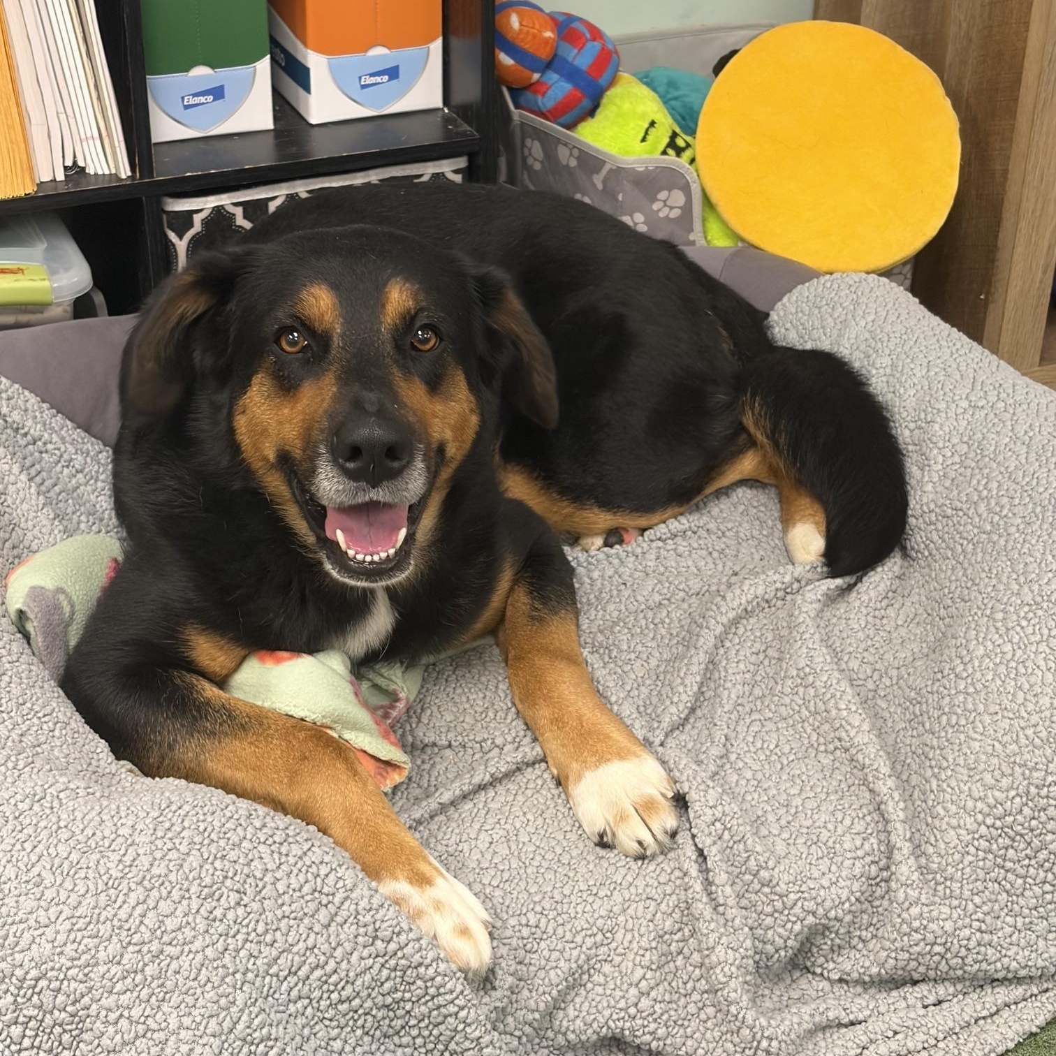 Gaddie, Adopted, Adult Female Shepherd.