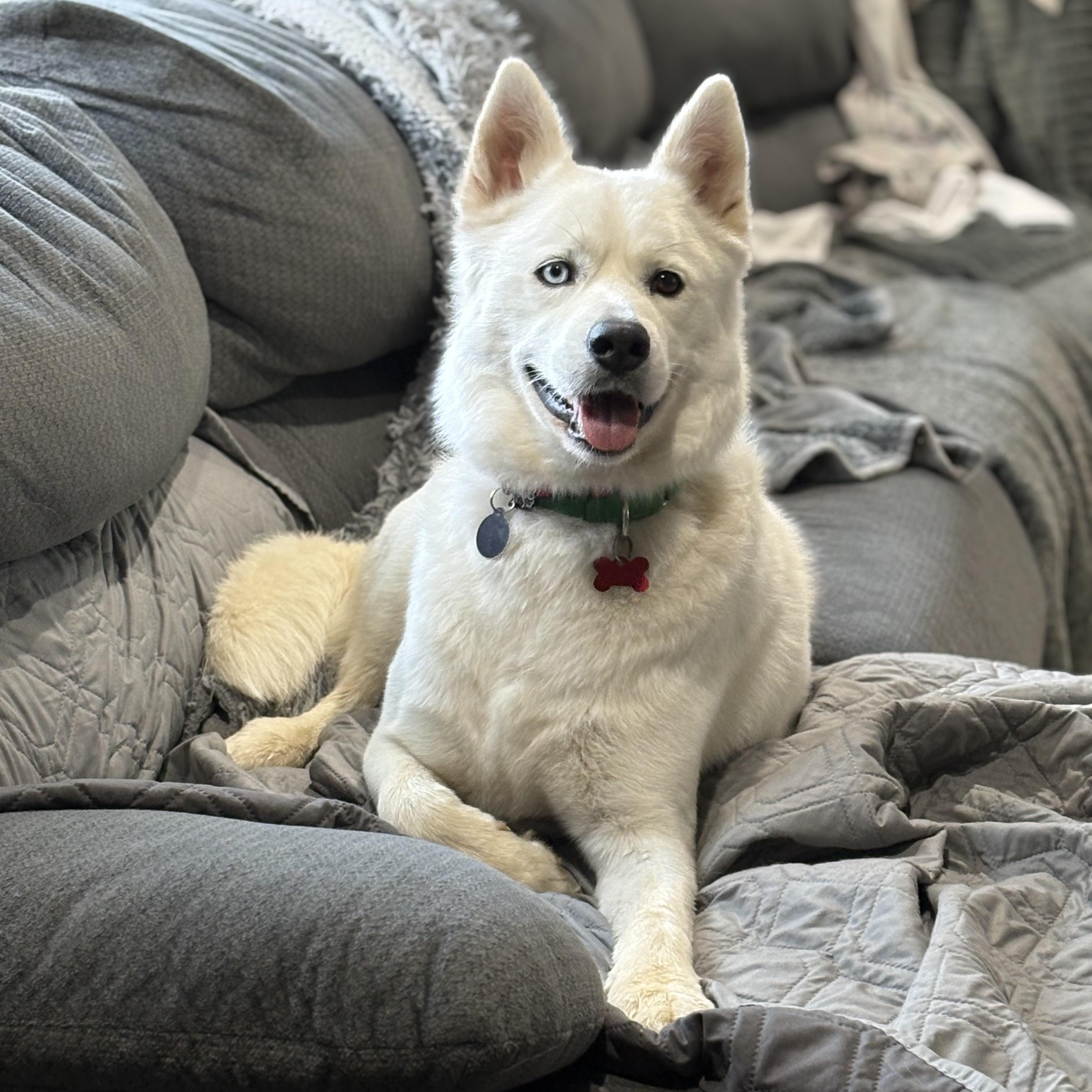 Enlarge Fenn (aka Bolt), a Adoptable Siberian Husky in Madison, VA image 1/5