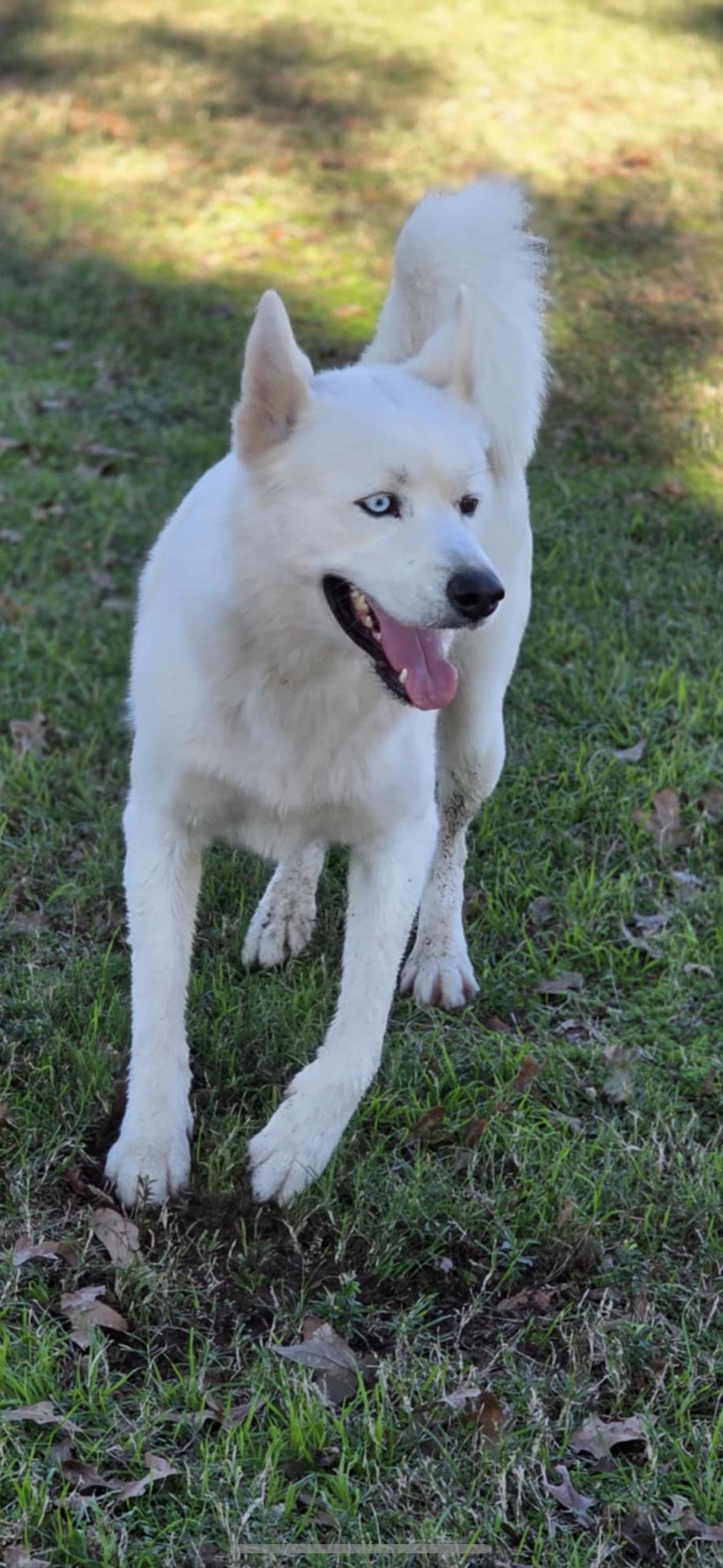 Enlarge Fenn, a Adoptable Siberian Husky in Madison, VA image 3/3