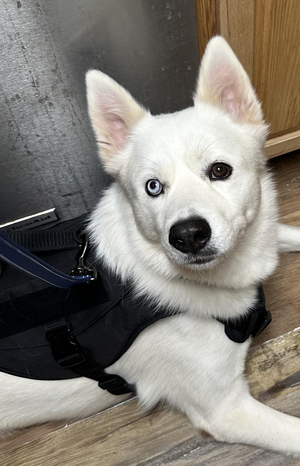 Enlarge Fenn, a Adoptable Siberian Husky in Madison, VA image 2/3