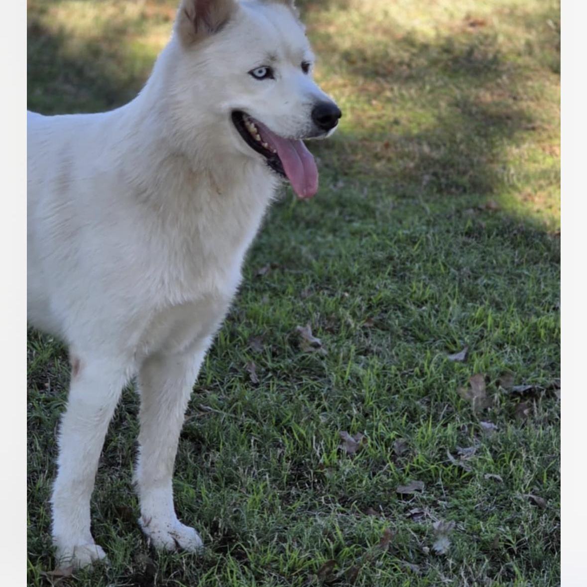 Fenn, Adoptable, Young Male Siberian Husky.