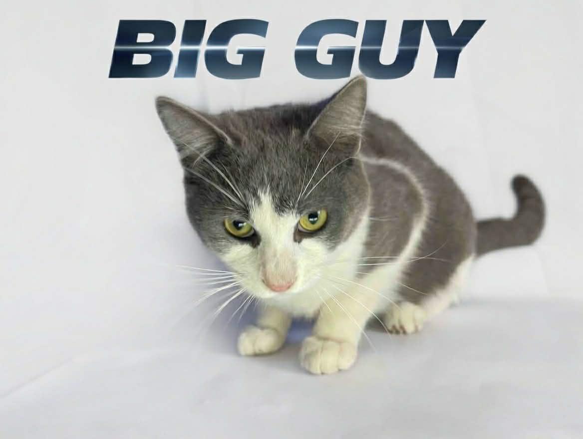 BIG GUY, a ADOPTABLE Domestic Short Hair in Tillsonburg, ON image 3/3