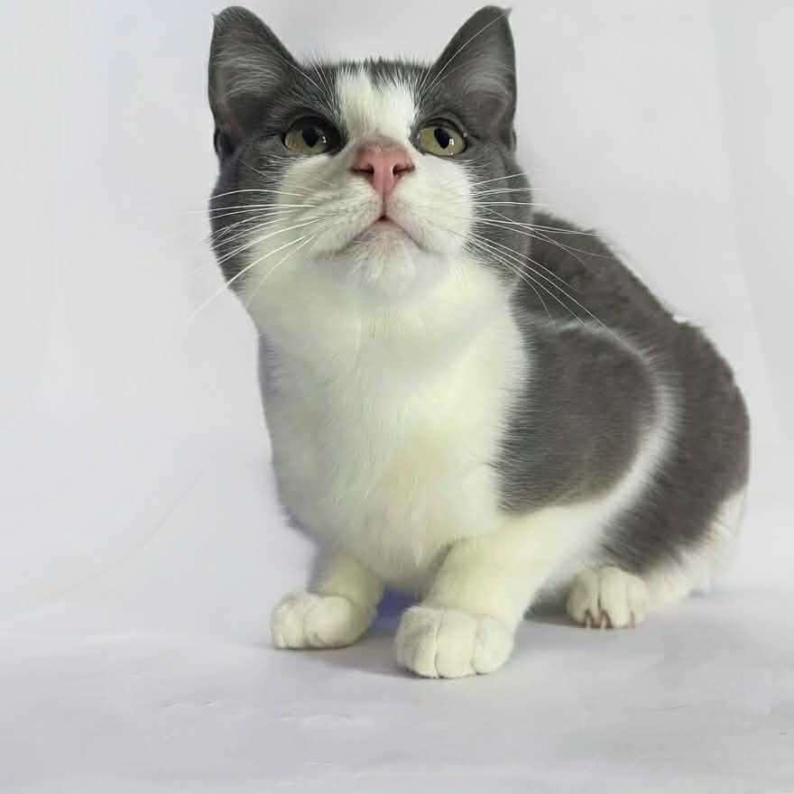 BIG GUY, a ADOPTABLE Domestic Short Hair in Tillsonburg, ON image 1/3