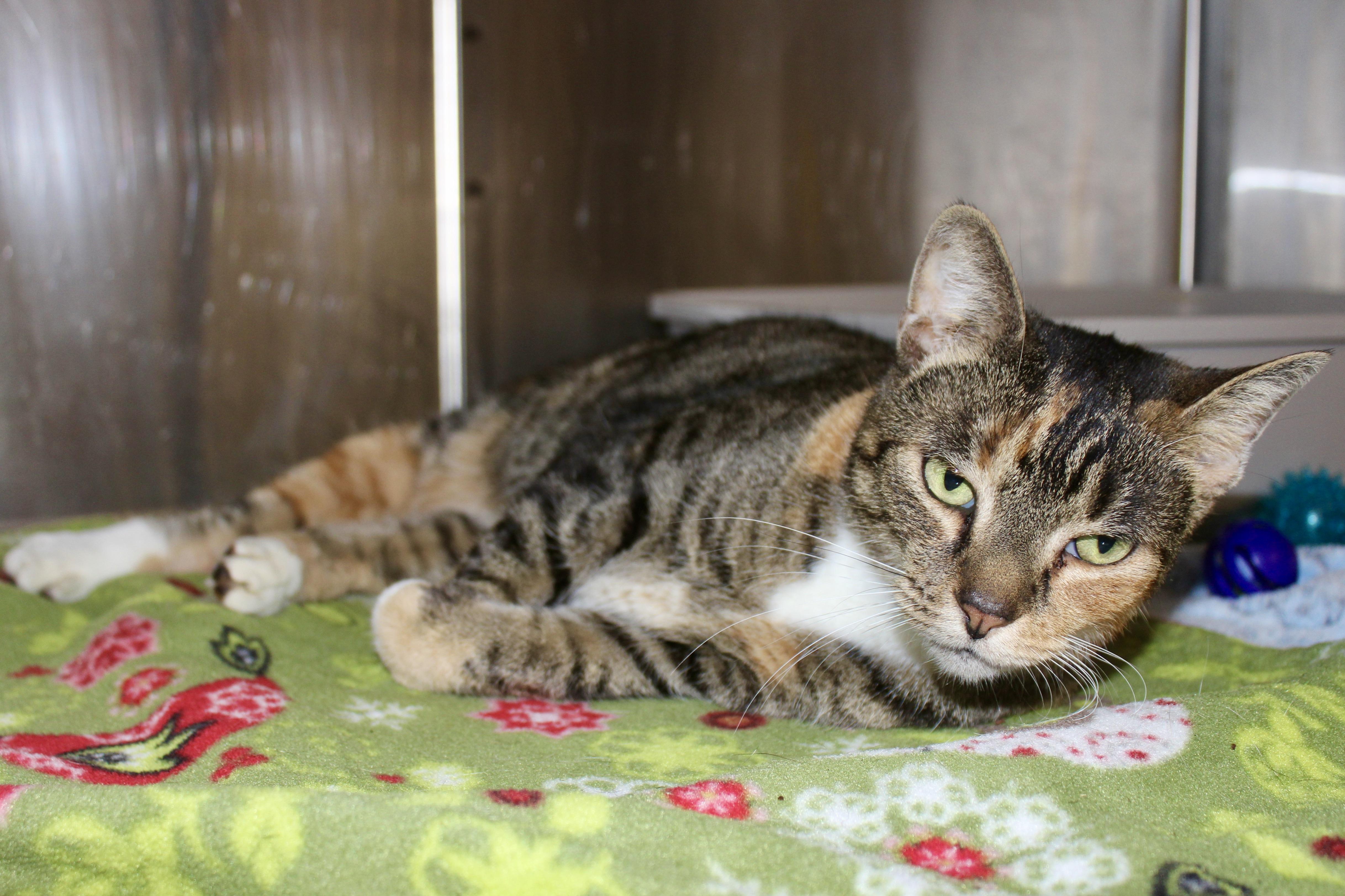 Enlarge VIXEN, an adopted mixed breed in Brazil, IN image 2/6