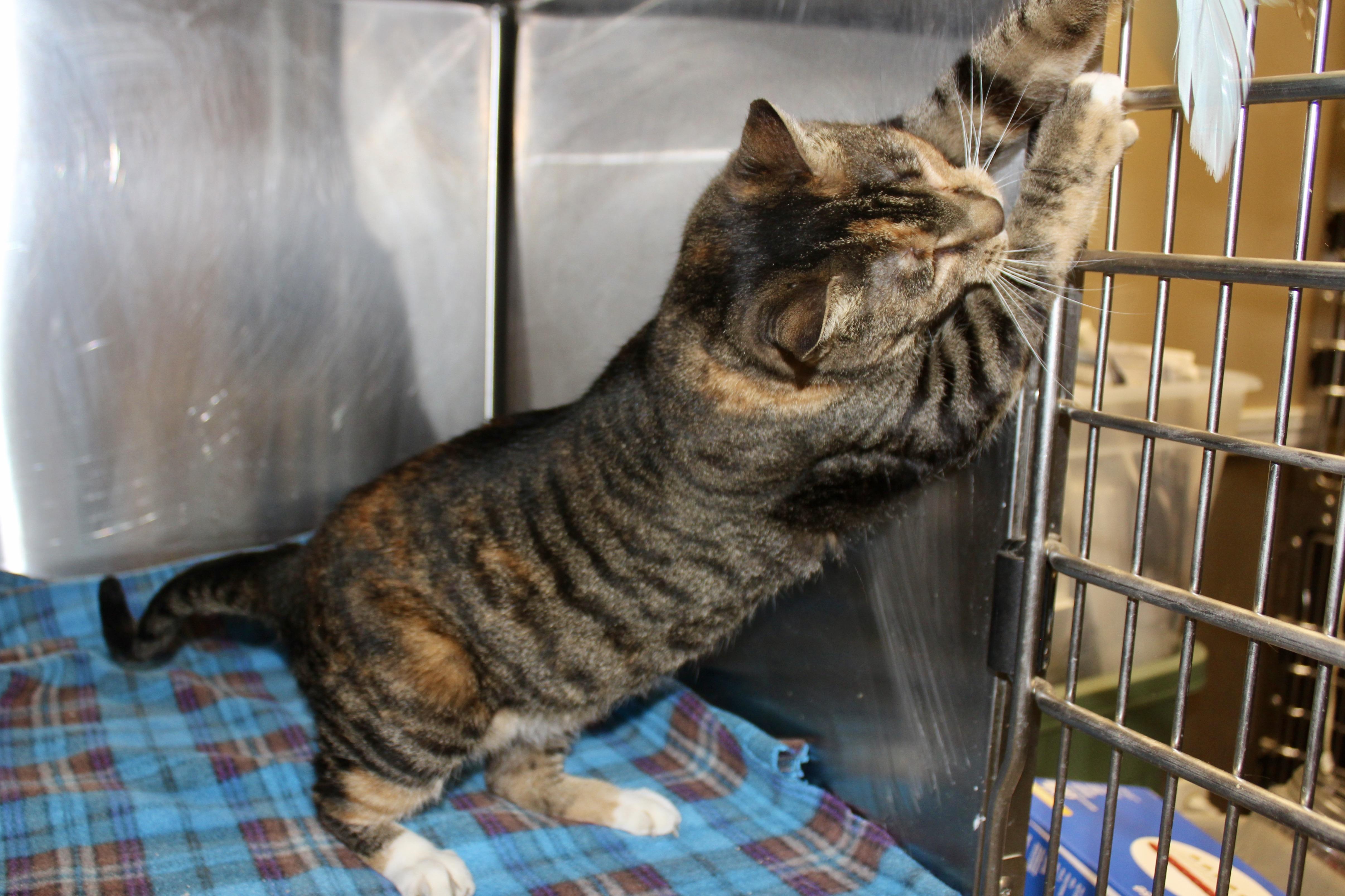 Enlarge VIXEN, an adopted mixed breed in Brazil, IN image 3/6