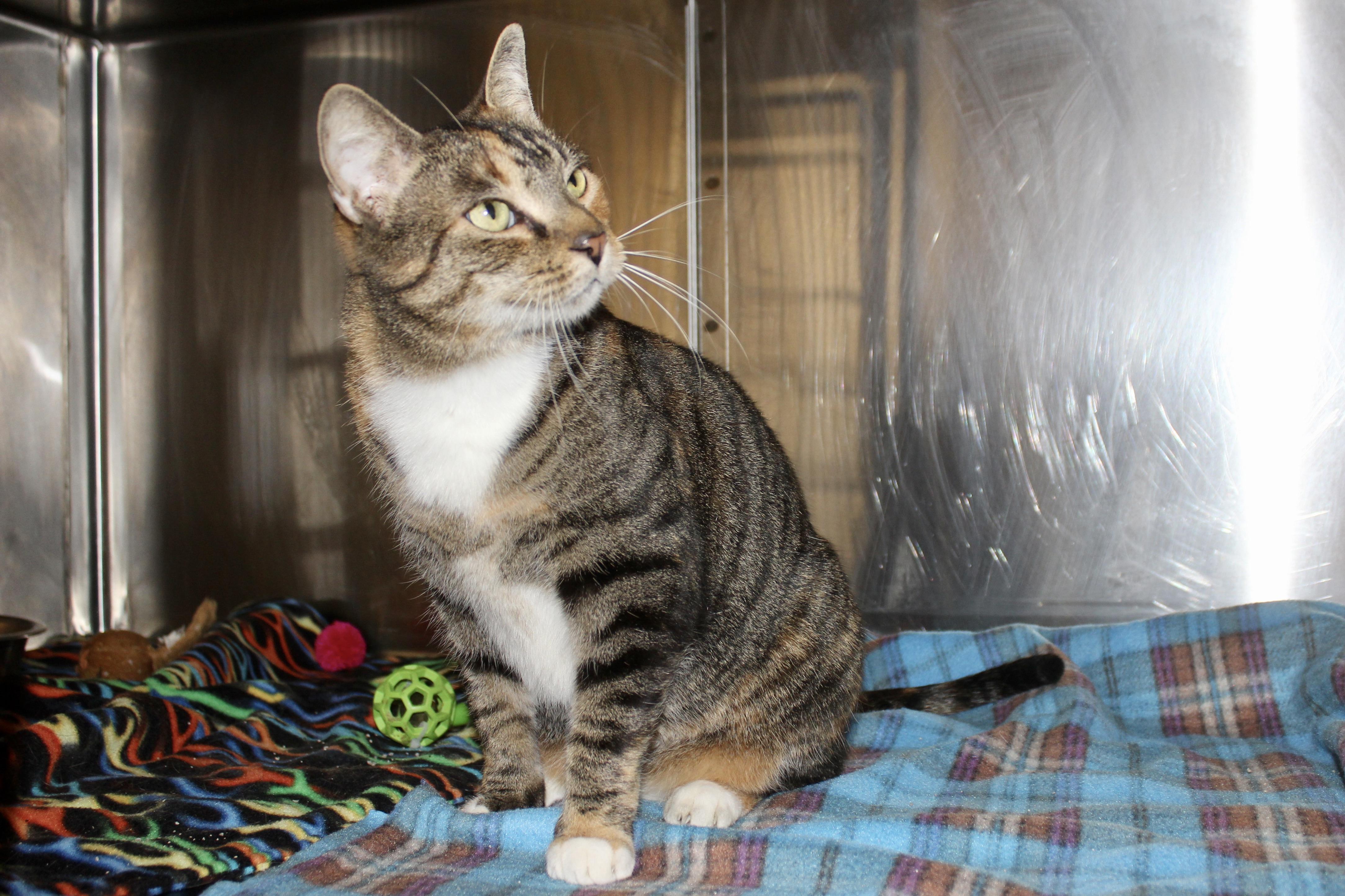 Enlarge VIXEN, an adopted mixed breed in Brazil, IN image 6/6