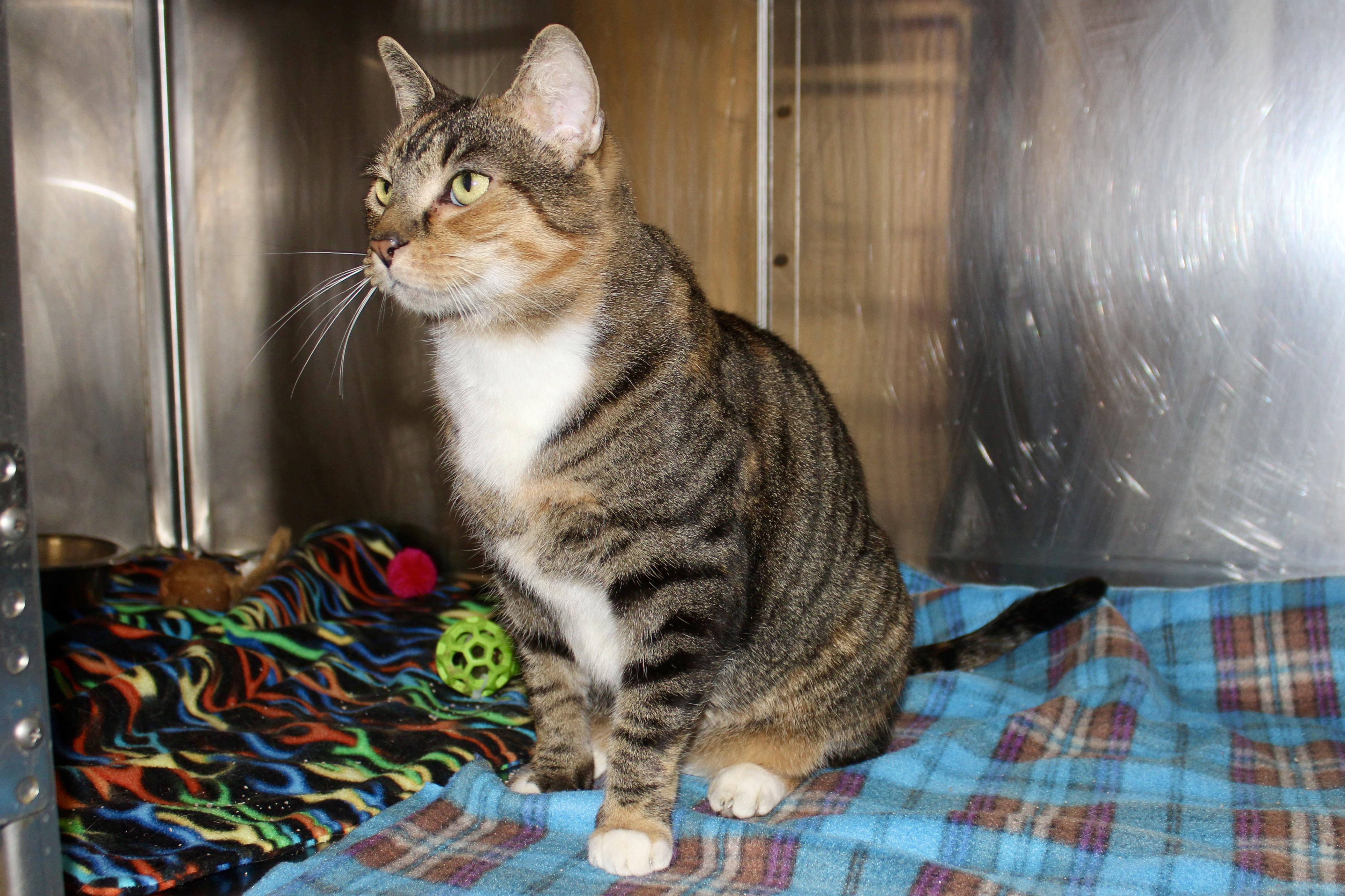 Enlarge VIXEN, an adopted mixed breed in Brazil, IN image 5/6