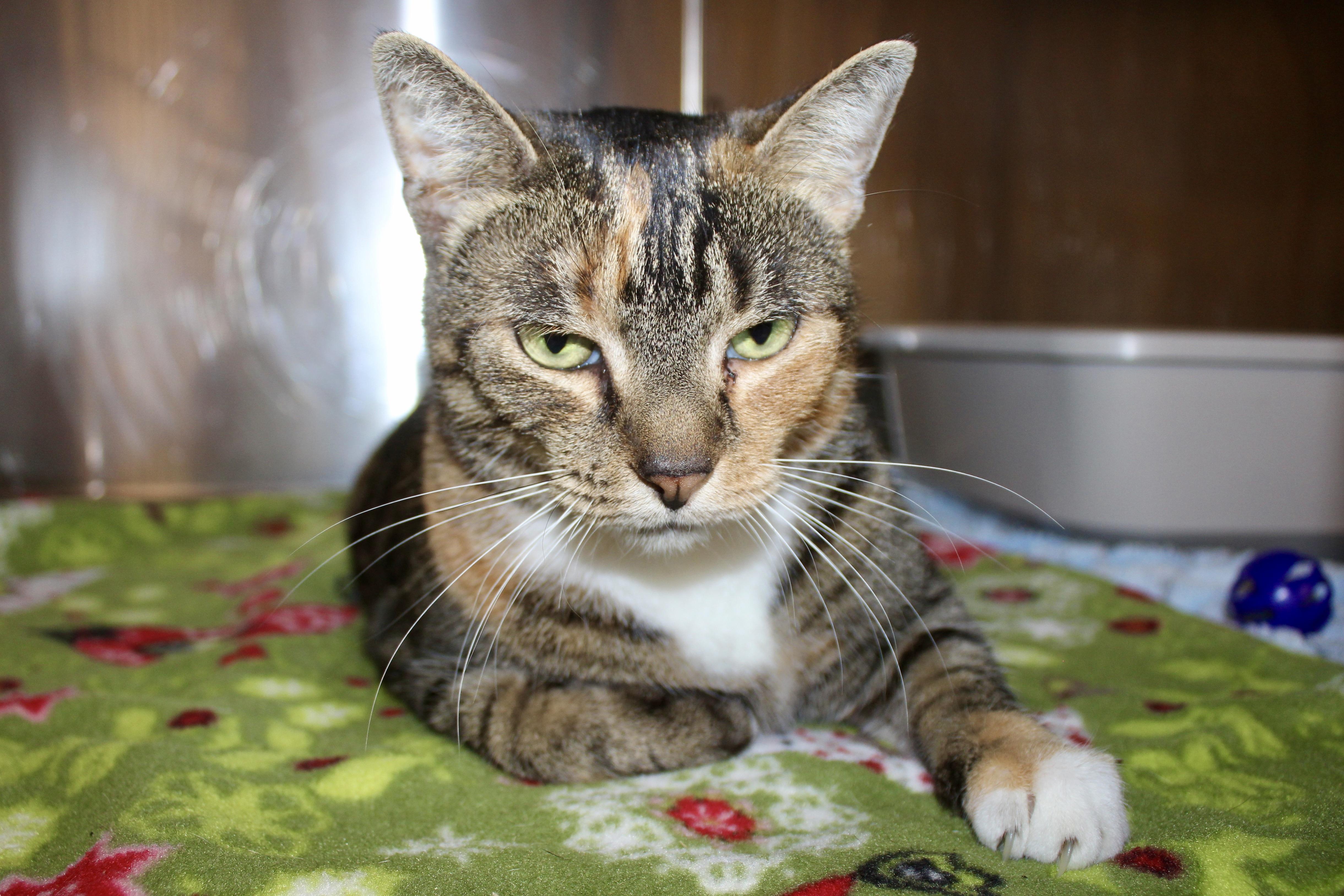 VIXEN, adopted, Adult Female Domestic Short Hair & Tabby.