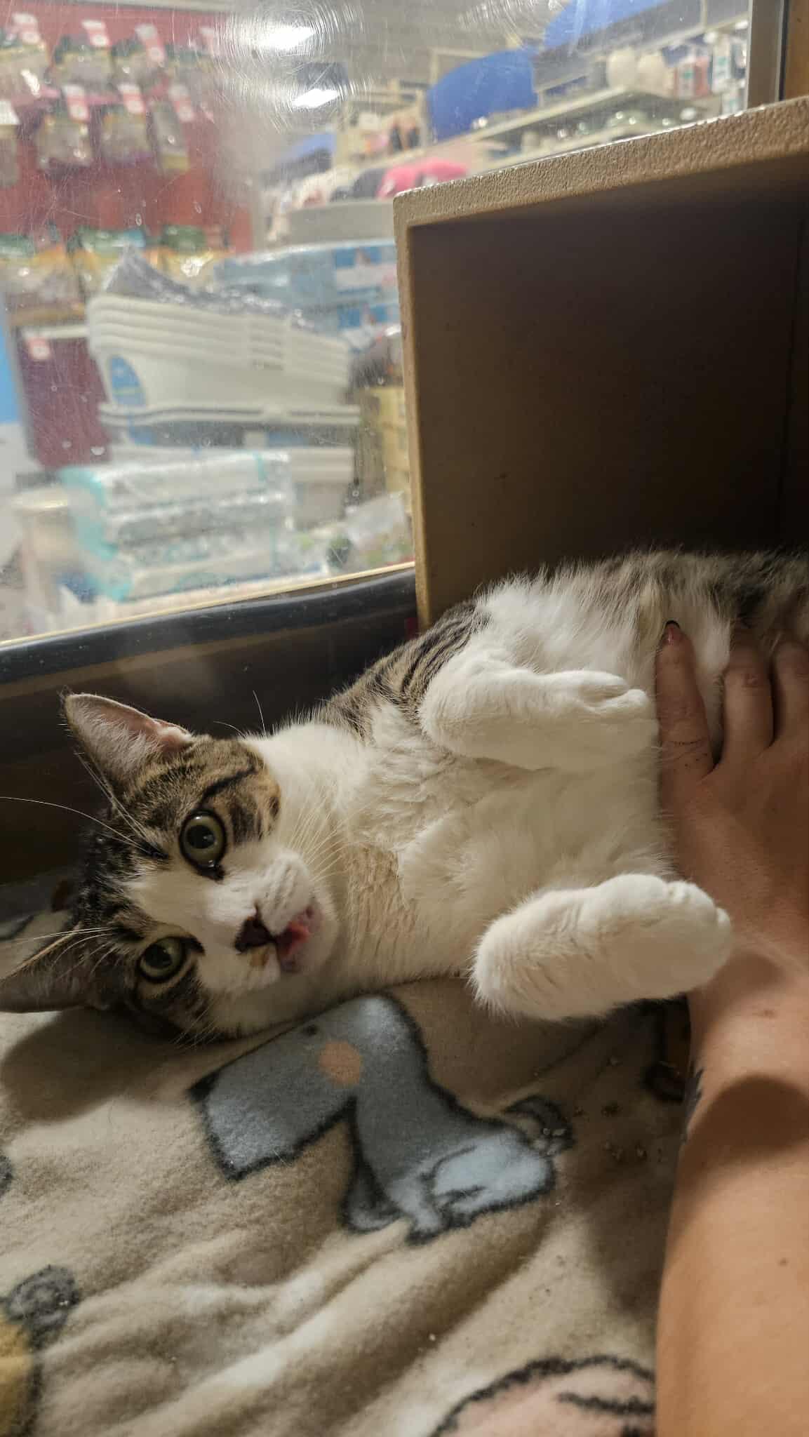 Enlarge Duchess of York, a Adoptable Domestic Short Hair in Moore, OK image 1/4