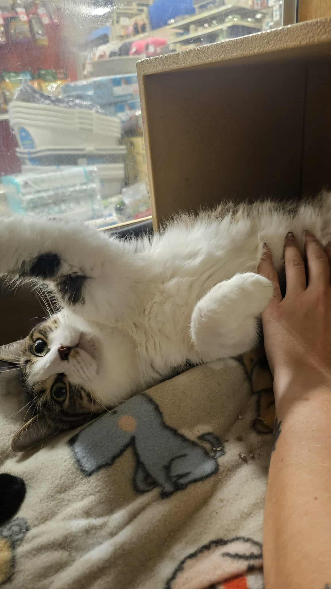 Enlarge Duchess of York, a Adoptable Domestic Short Hair in Moore, OK image 2/4