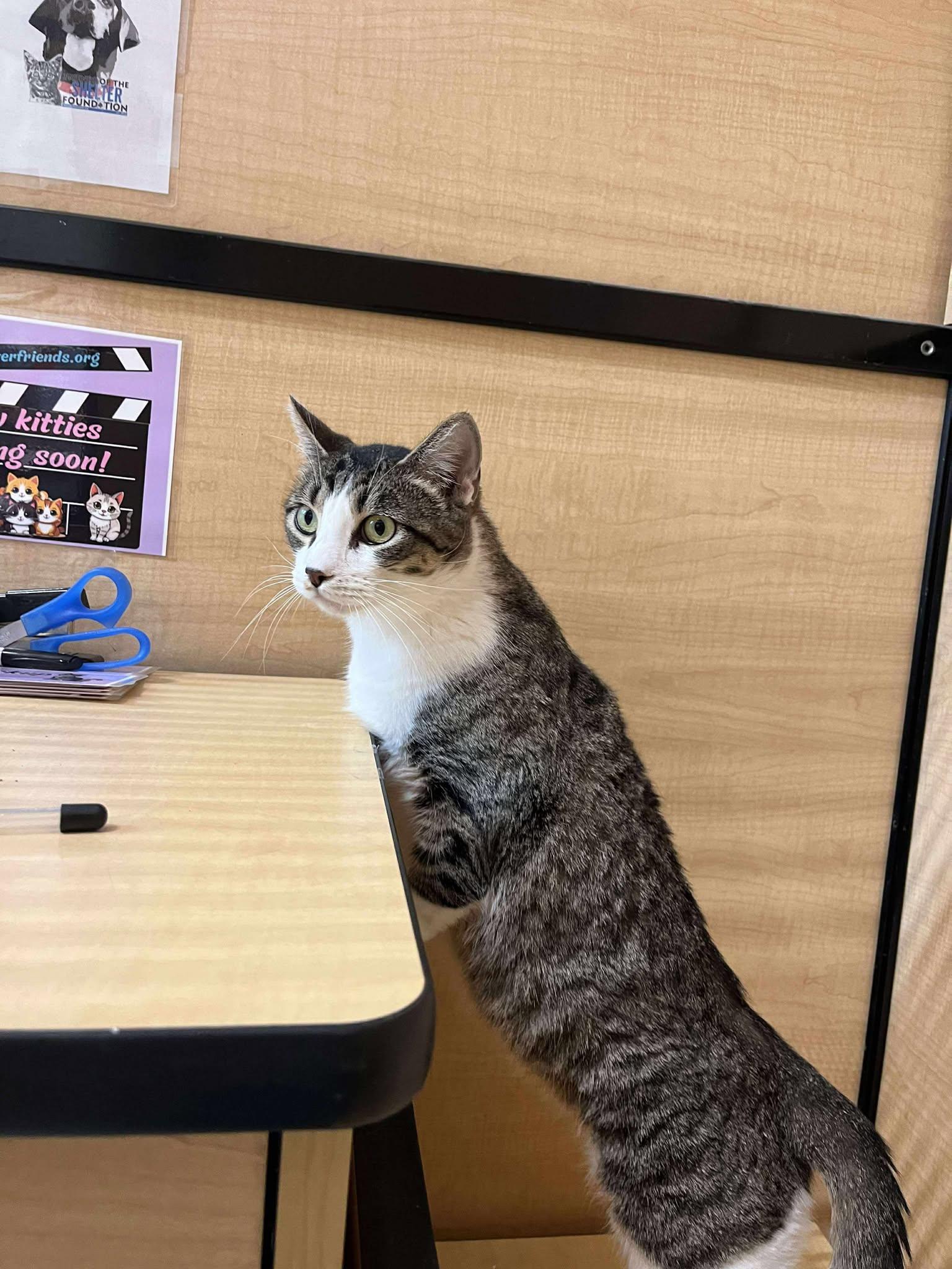 Enlarge Duchess of York, a Adoptable Domestic Short Hair in Moore, OK image 3/4