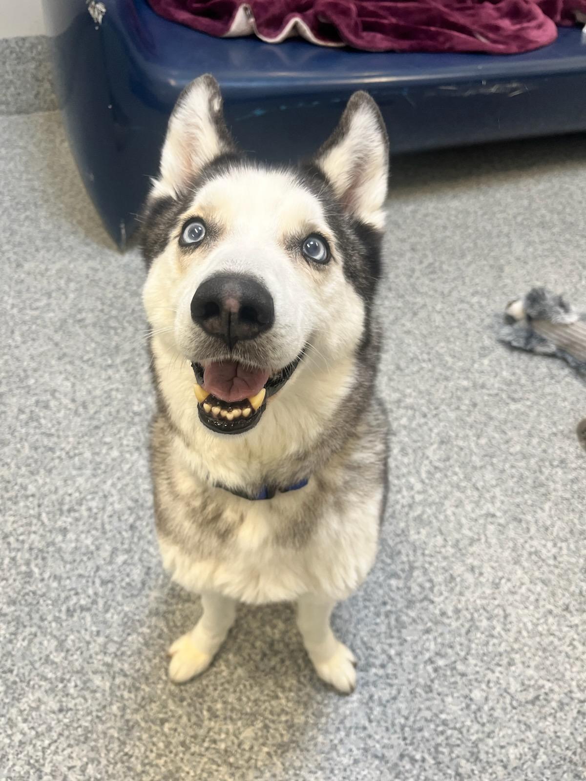 Lola (ID 51882), ADOPTABLE, Adult Female Husky.