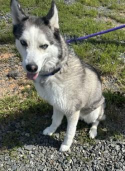Enlarge Lola (ID 51882), a ADOPTABLE Husky in Manassas, VA image 3/3