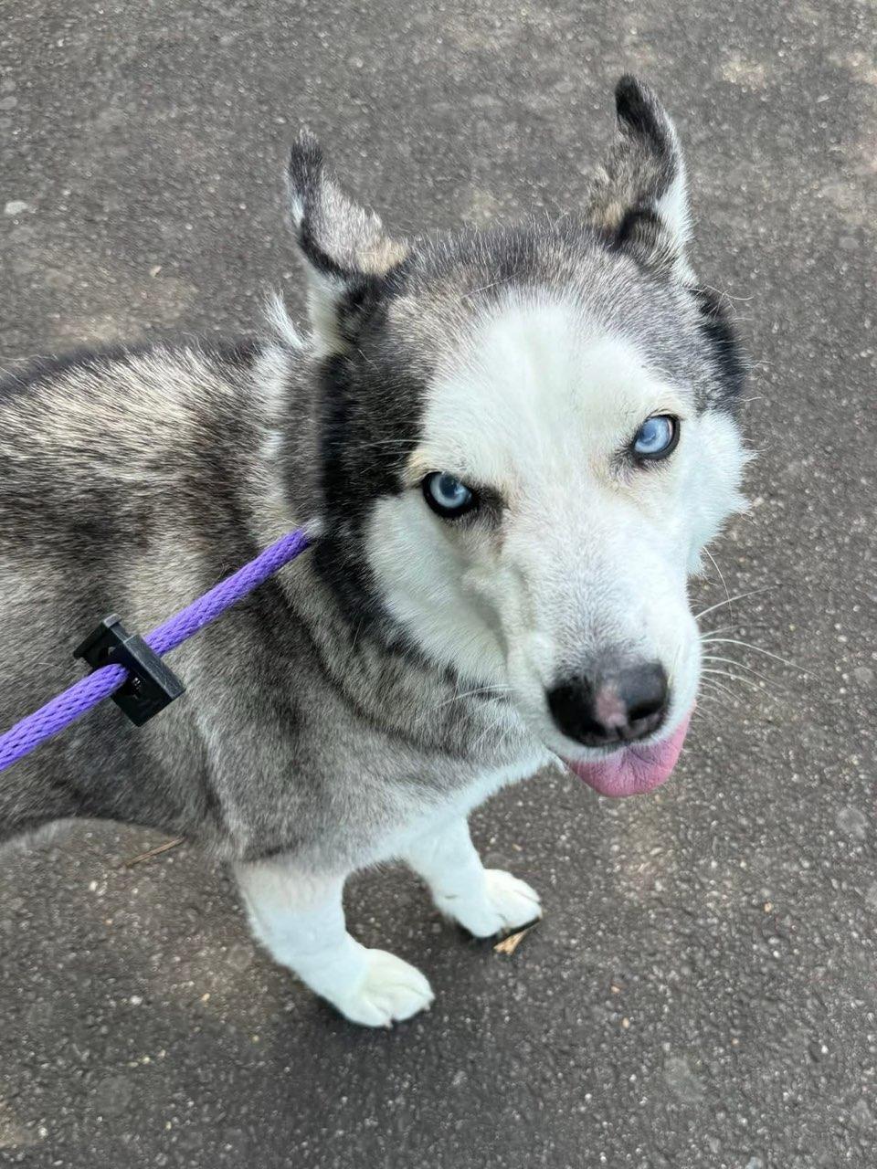 Enlarge Lola (ID 51882), a ADOPTABLE Husky in Manassas, VA image 2/3
