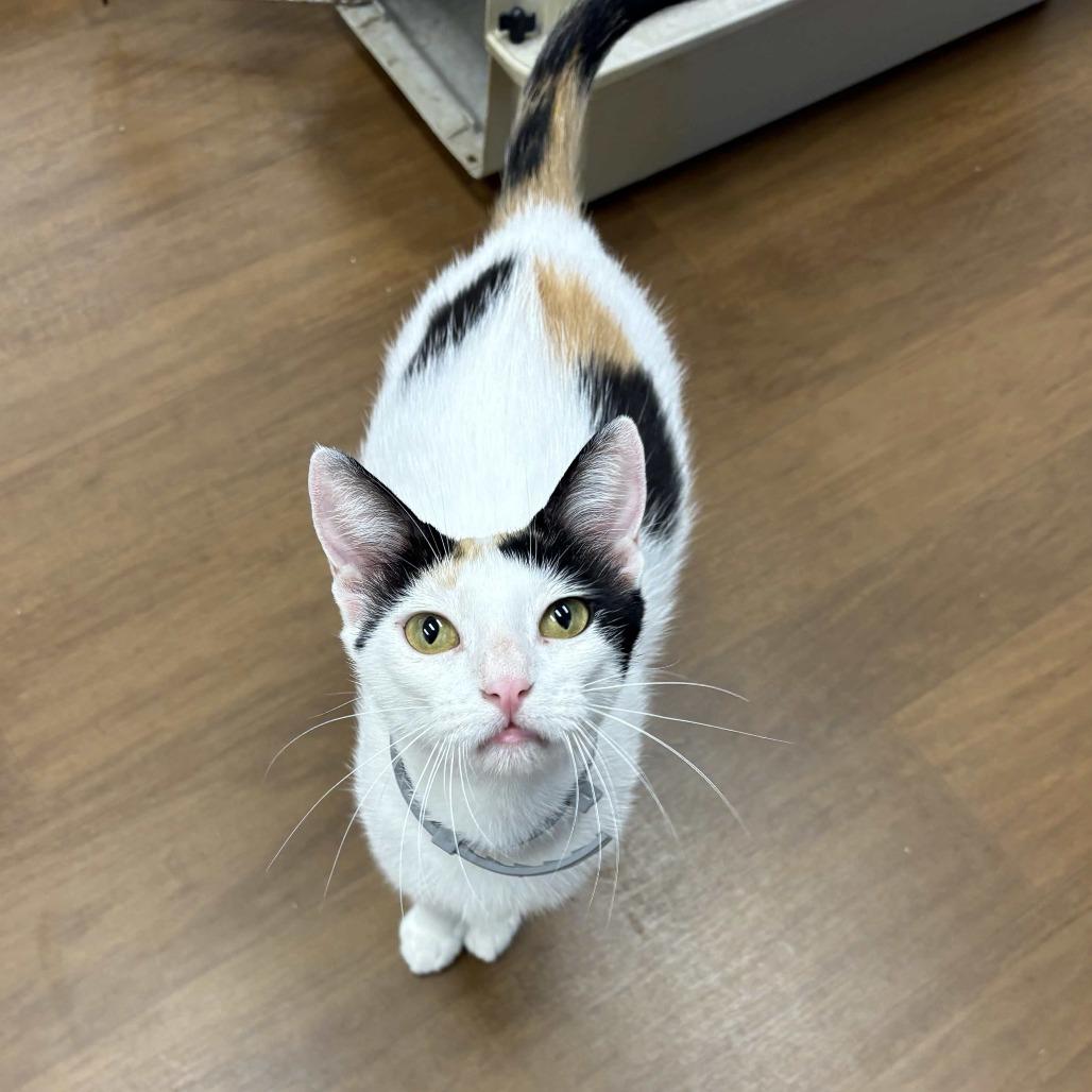 Vegas, Adoptable, Adult Female Domestic Short Hair.