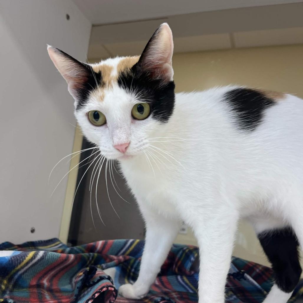 Vegas, a Adoptable Domestic Short Hair in Beaumont, TX image 2/3
