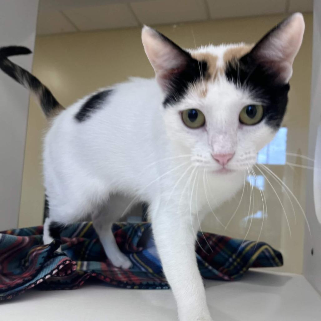 Vegas, a Adoptable Domestic Short Hair in Beaumont, TX image 3/3