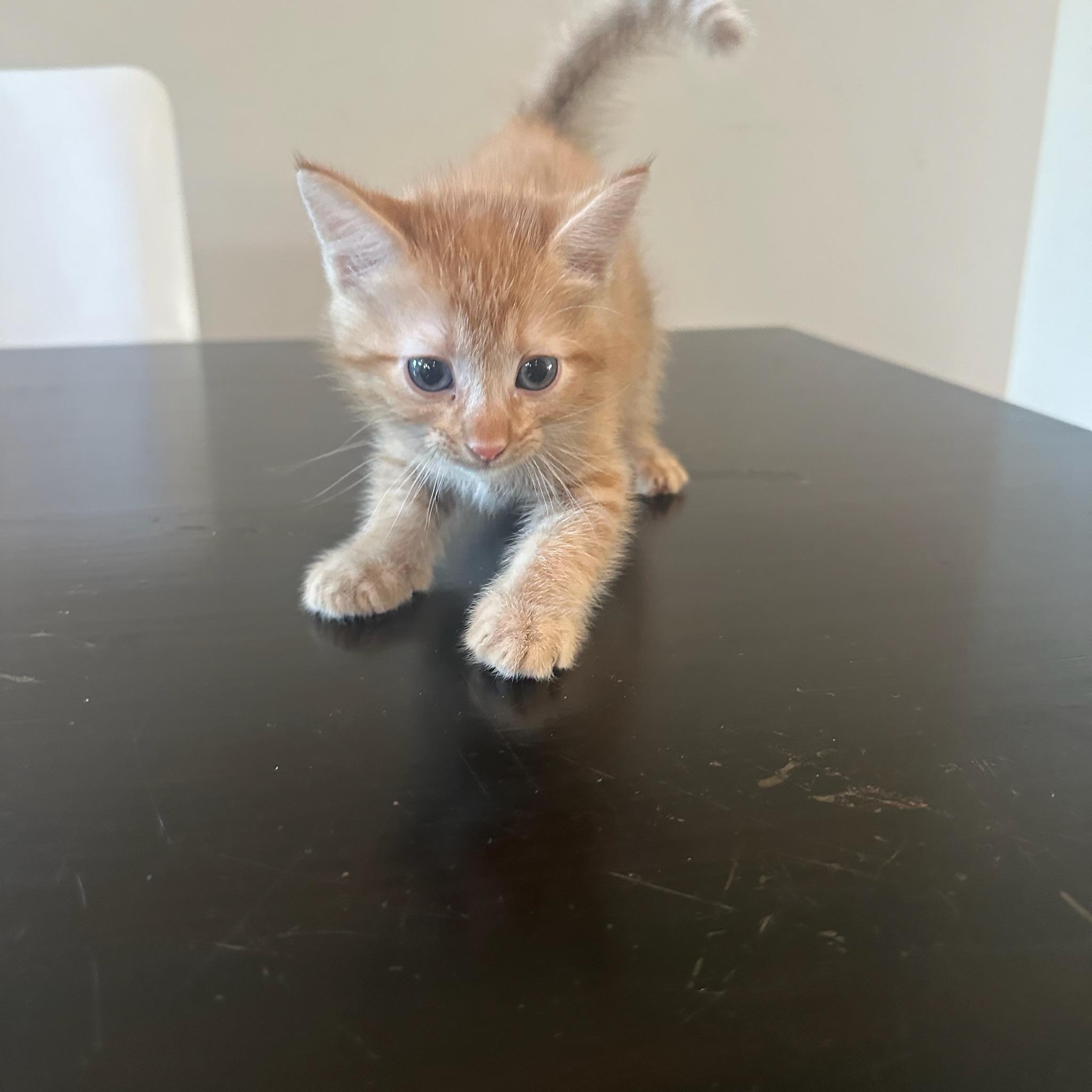 Enlarge Jax, a Adopted Domestic Short Hair in Houston, TX image 4/5