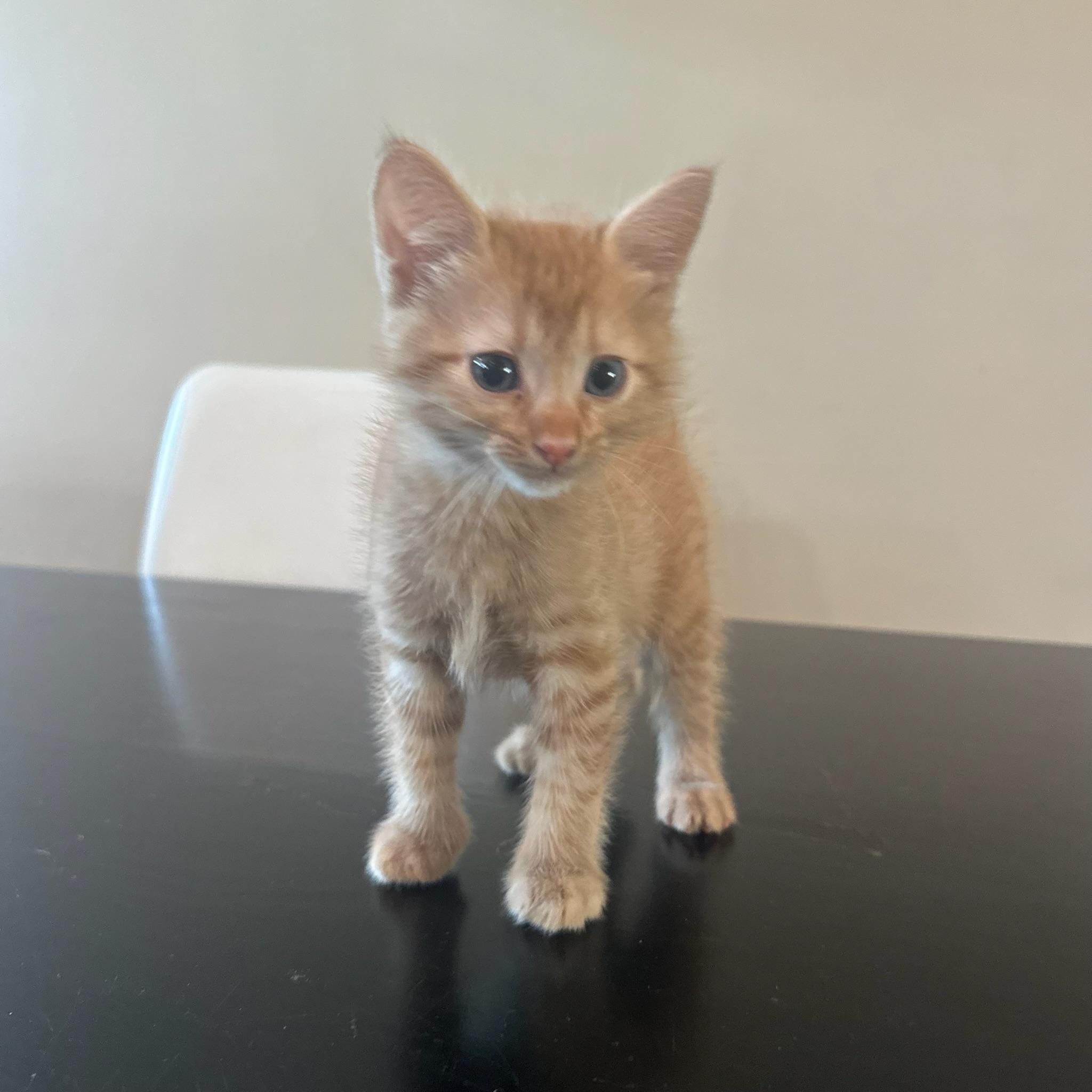 Jax, Adopted, Kitten Male Domestic Short Hair.