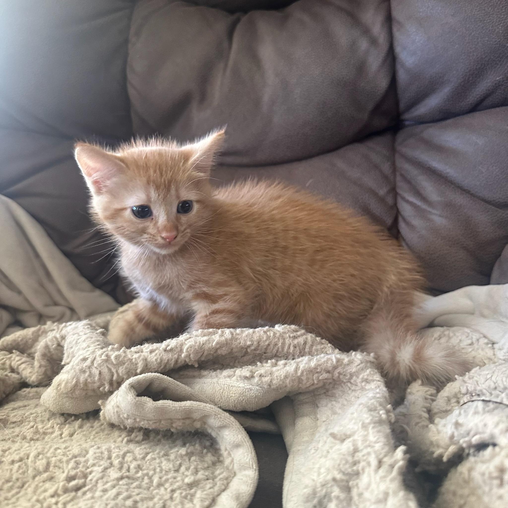 Enlarge Jax, a Adopted Domestic Short Hair in Houston, TX image 2/5