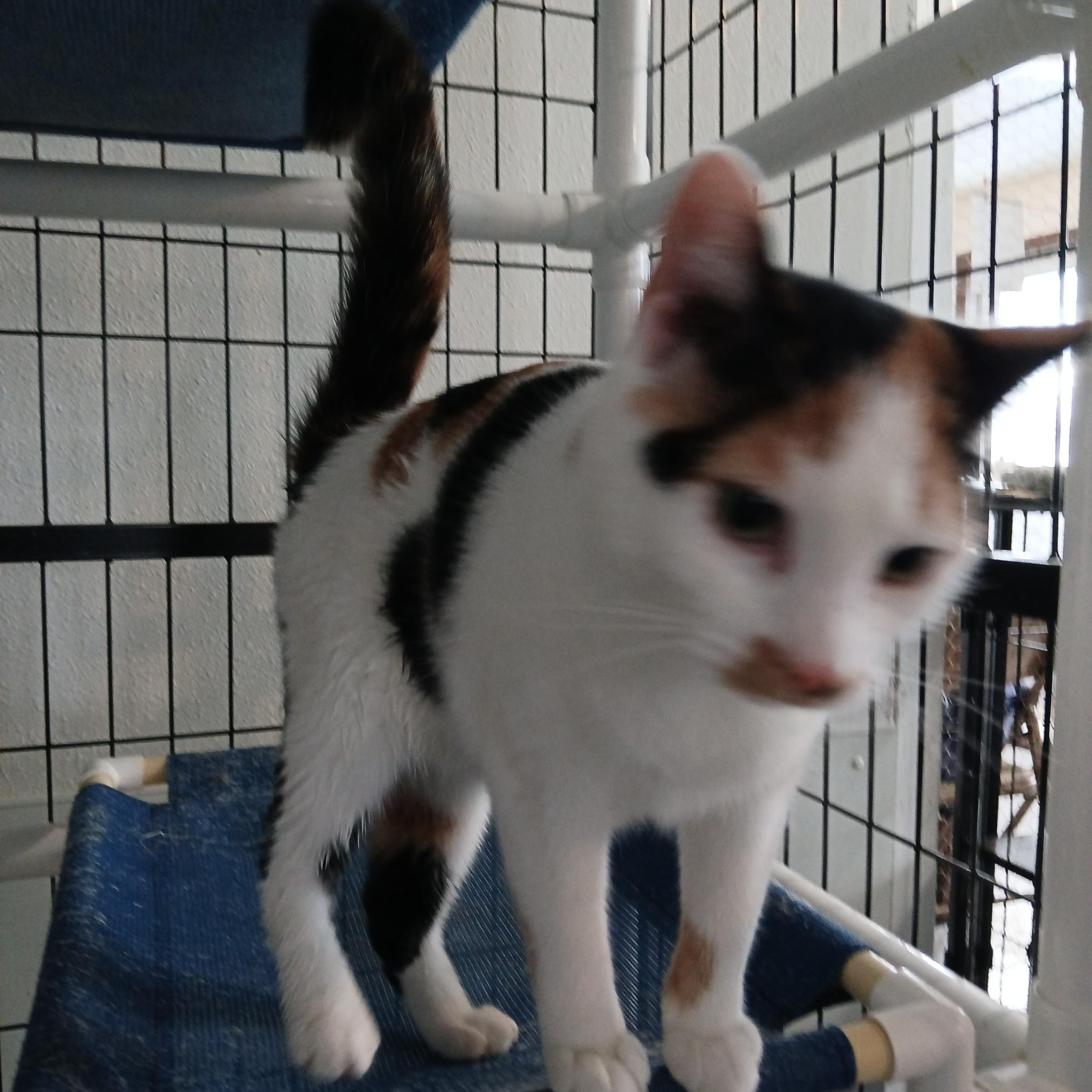 Sugar Plum, ADOPTABLE, Young Female Domestic Short Hair.