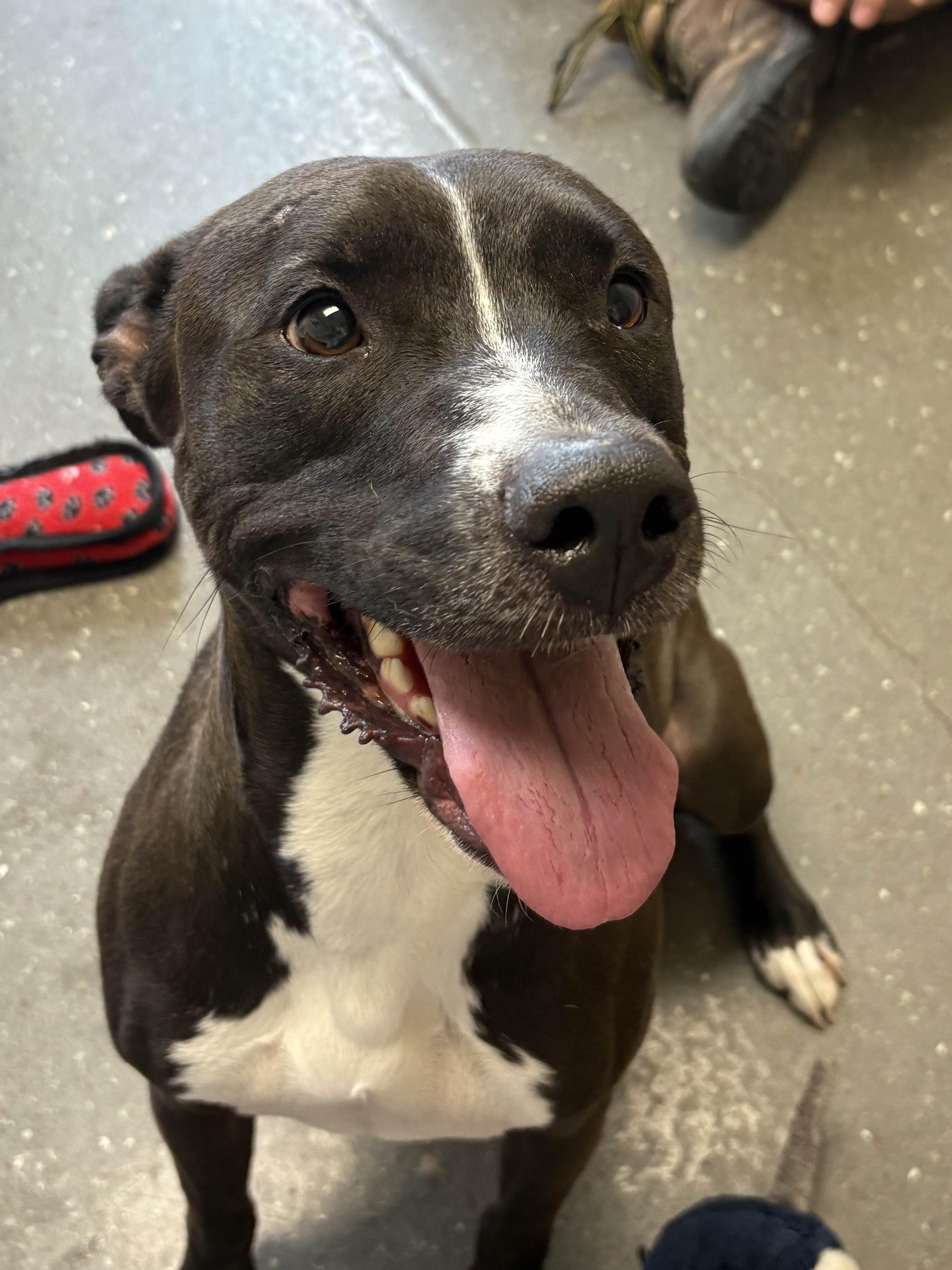 Enlarge Kilee, a Adoptable mixed breed in Valparaiso, IN image 2/2