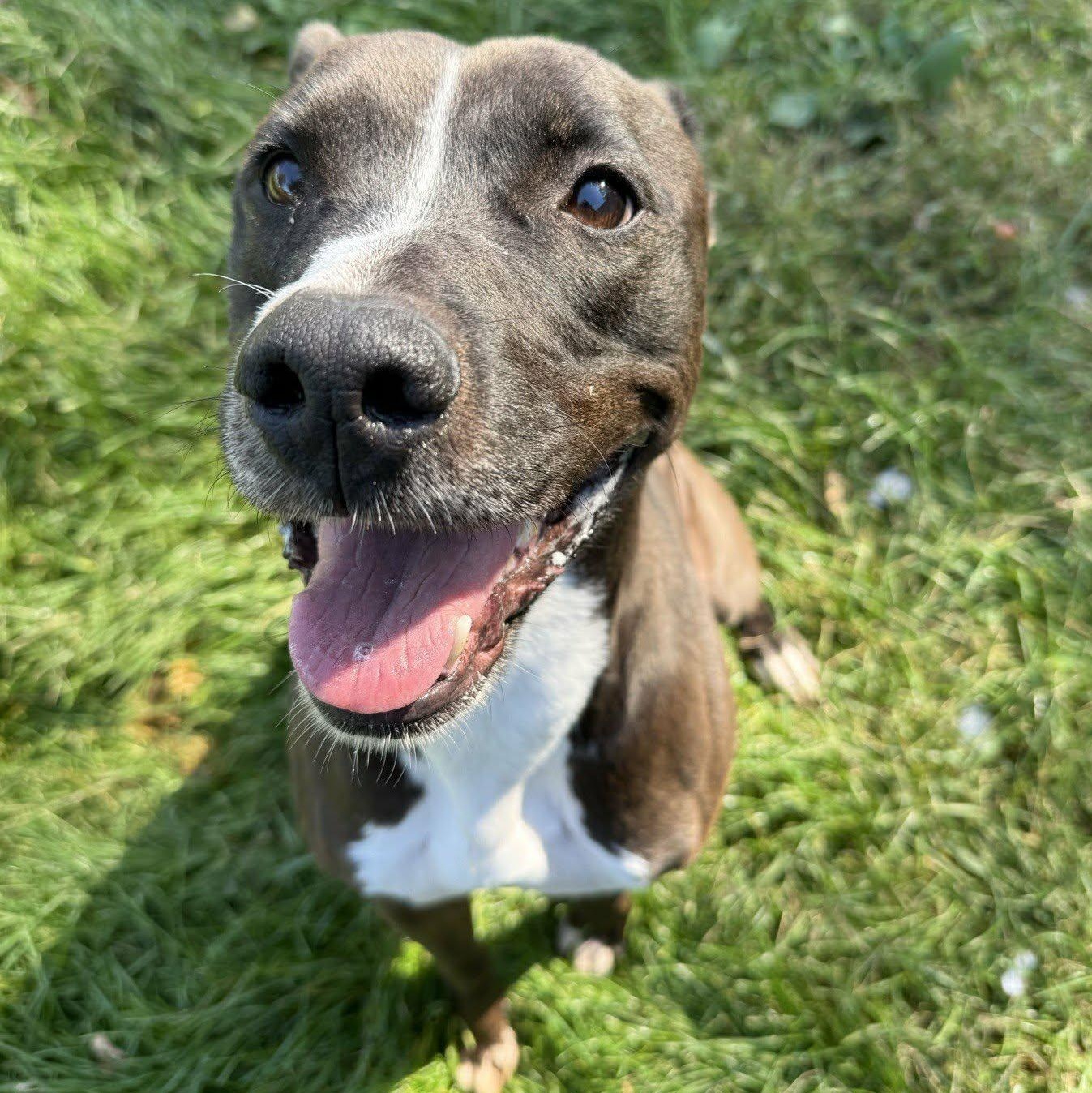 Enlarge Kilee, a Adoptable mixed breed in Valparaiso, IN image 1/5